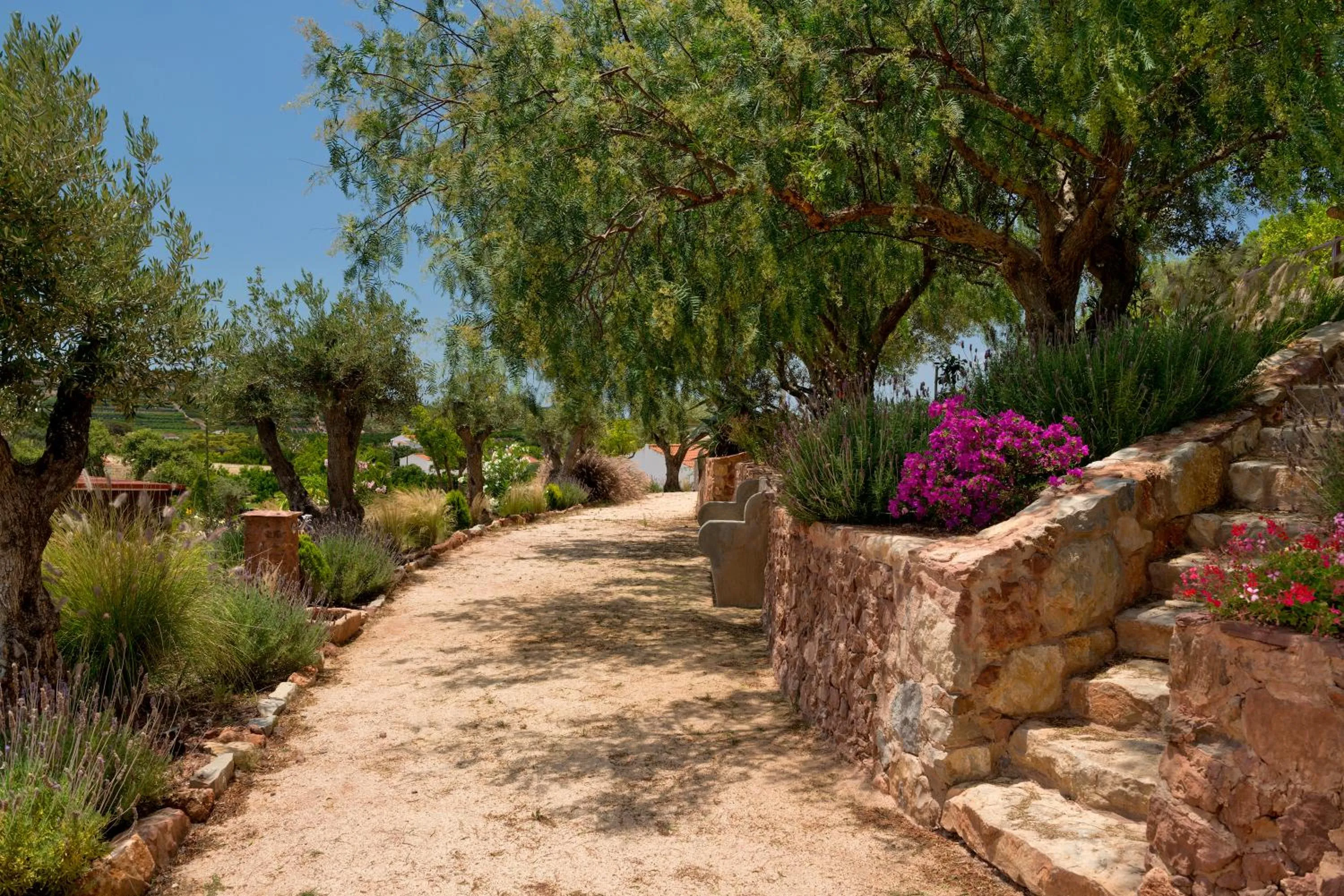 Gato Preto de Silves - Adults Only