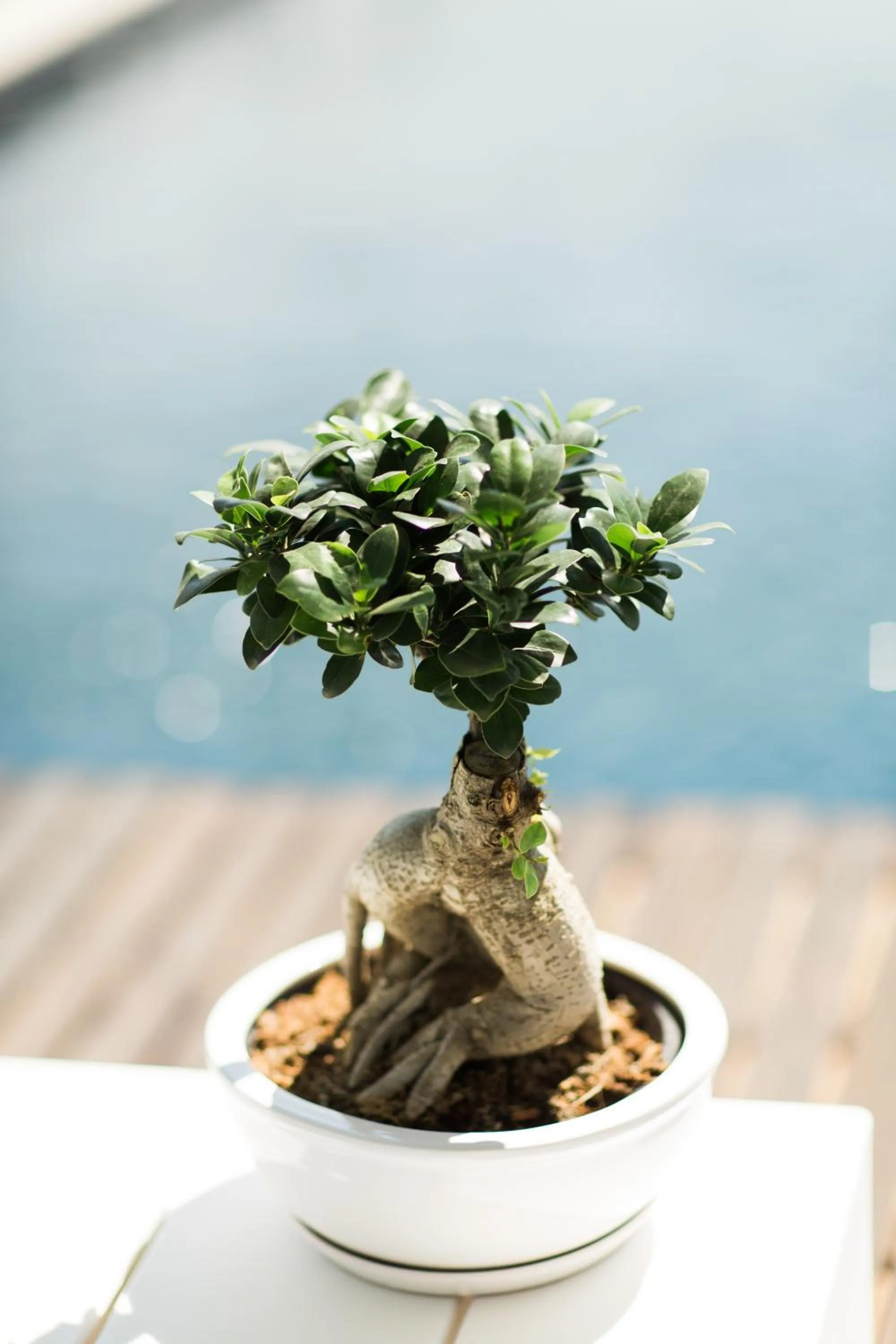 Decorative detail in Quinta Do Bosque