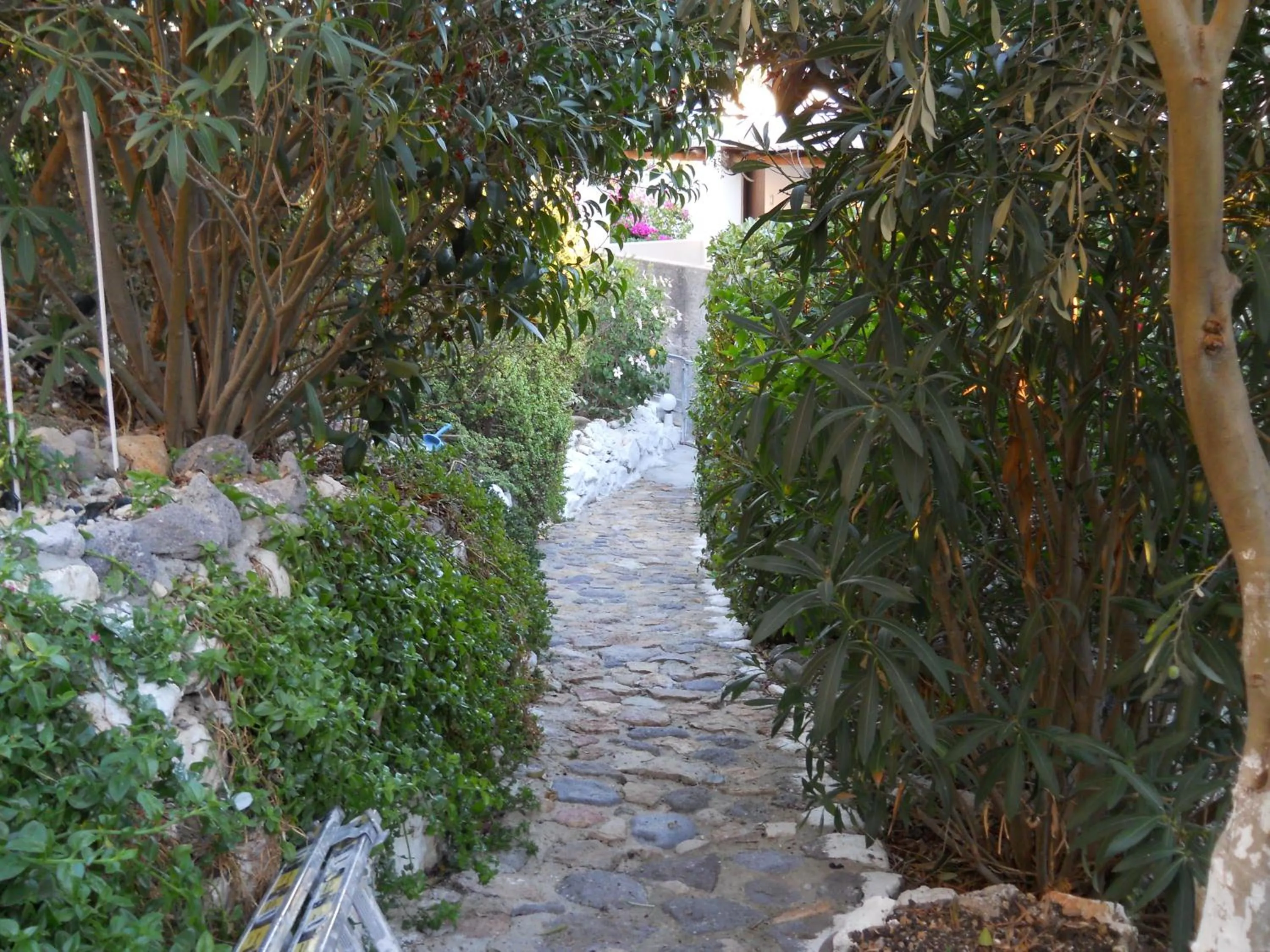 Garden in Yvonni Studios
