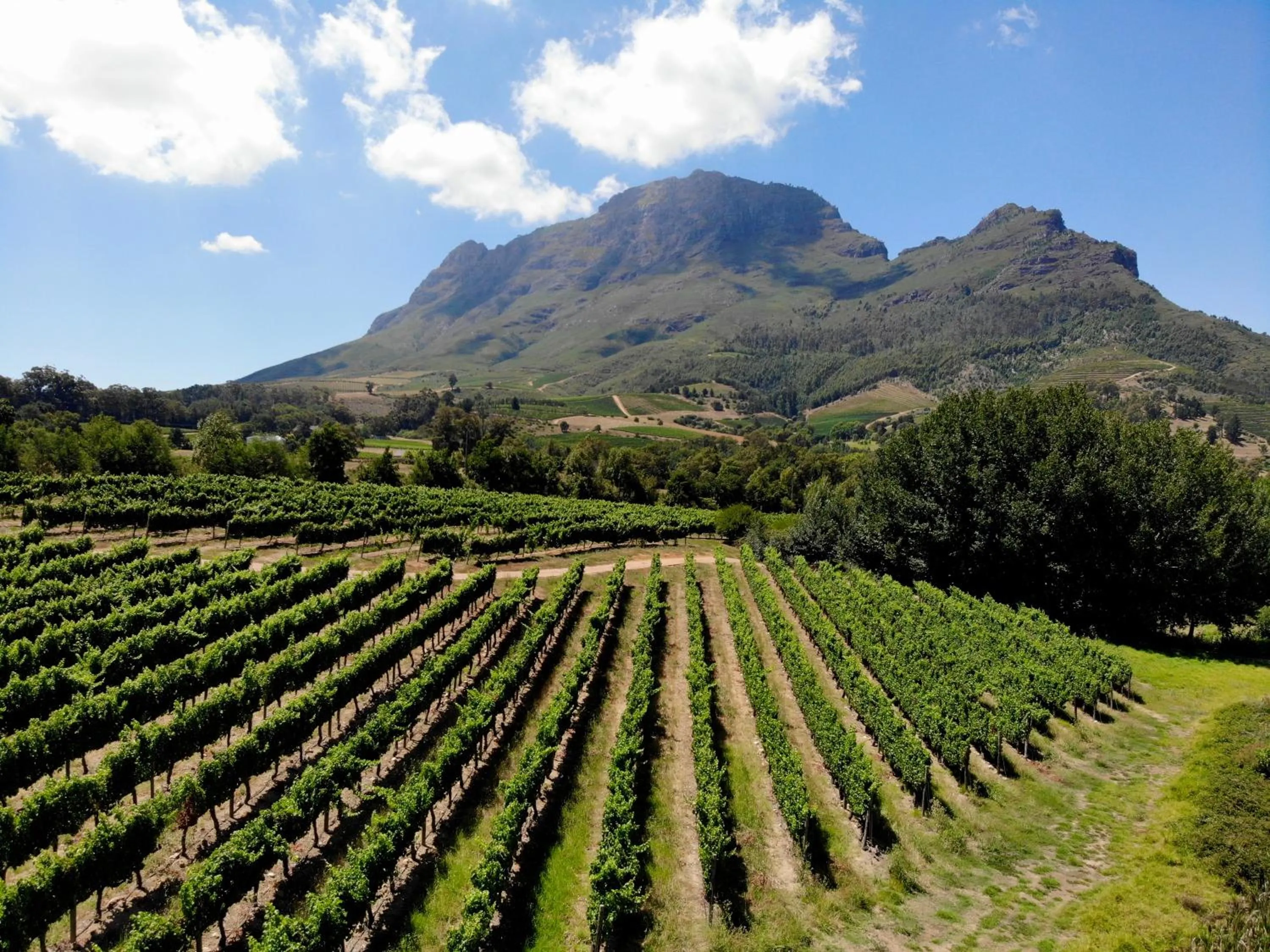 View (from property/room) in Le Pommier Wine Estate