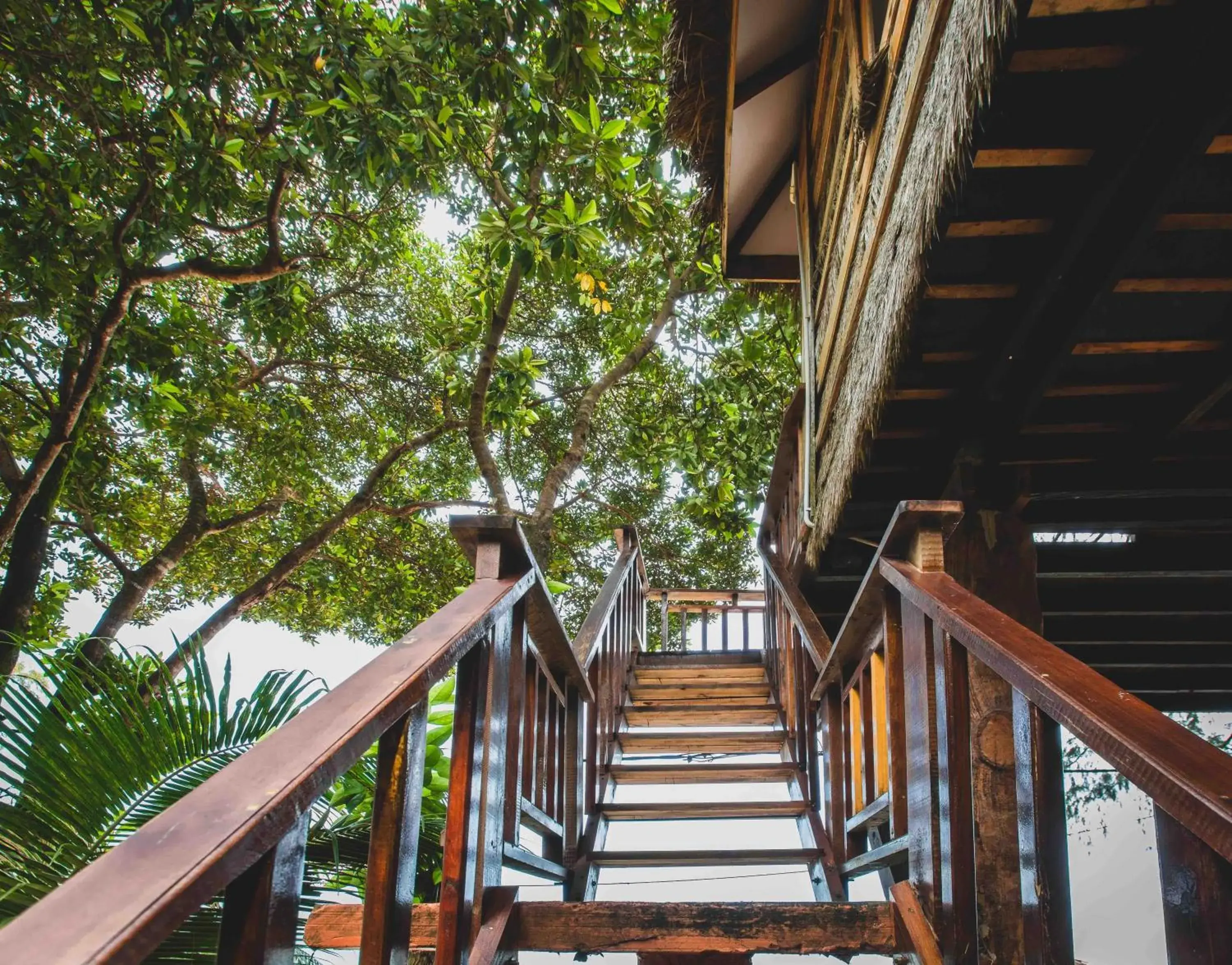 Tree House in Tree House Bungalows Tree House in Tree House Bungalows