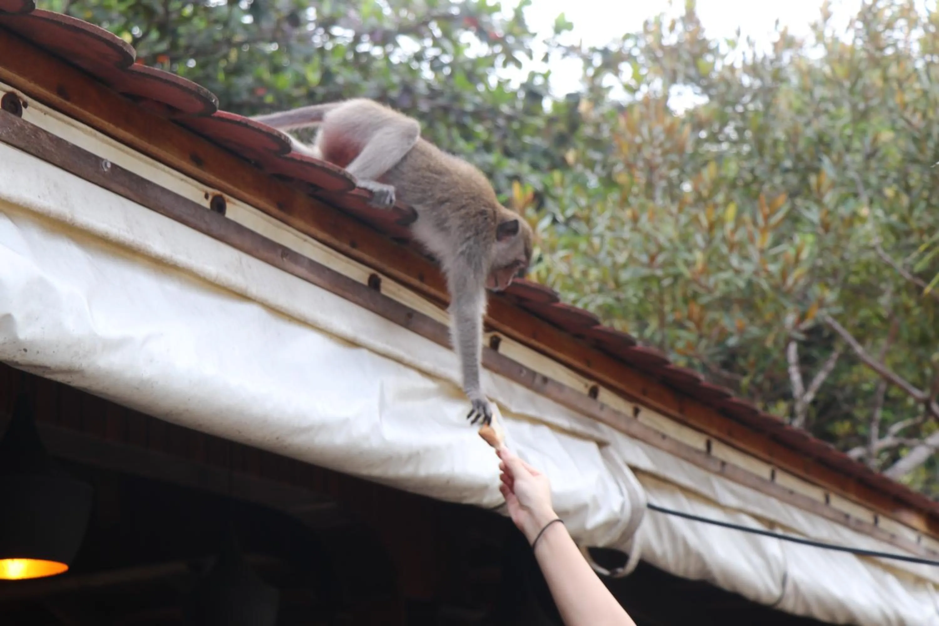 Tree House Bungalows