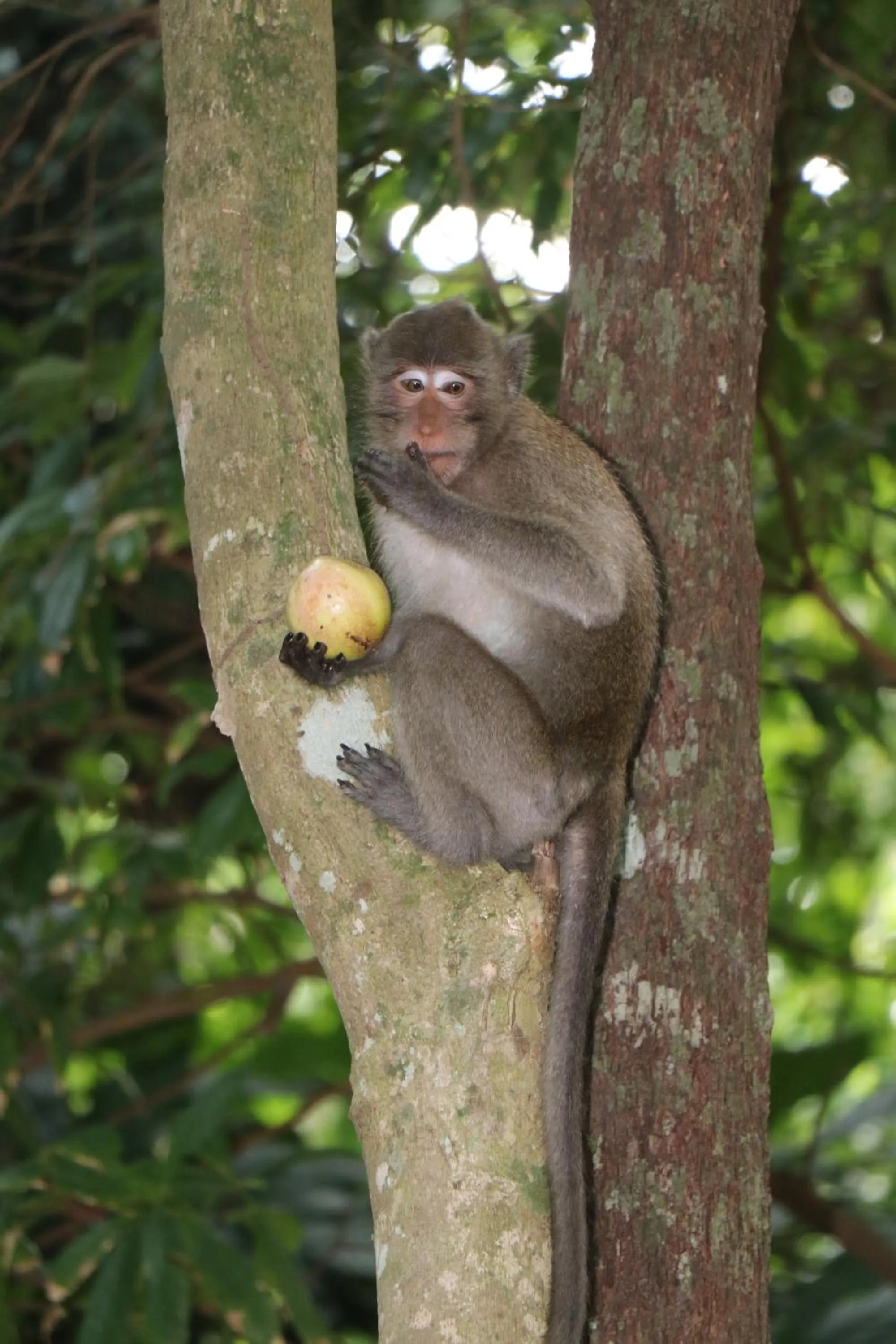 Tree House Bungalows