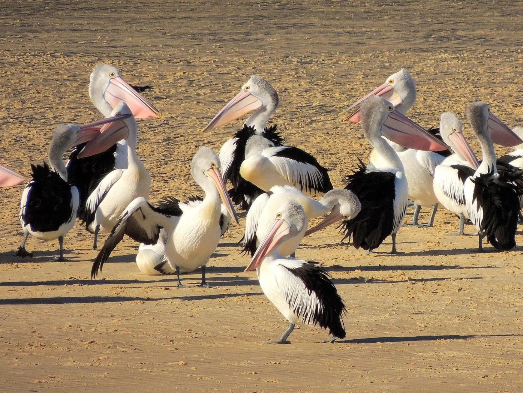 Pelican Sands Scamander