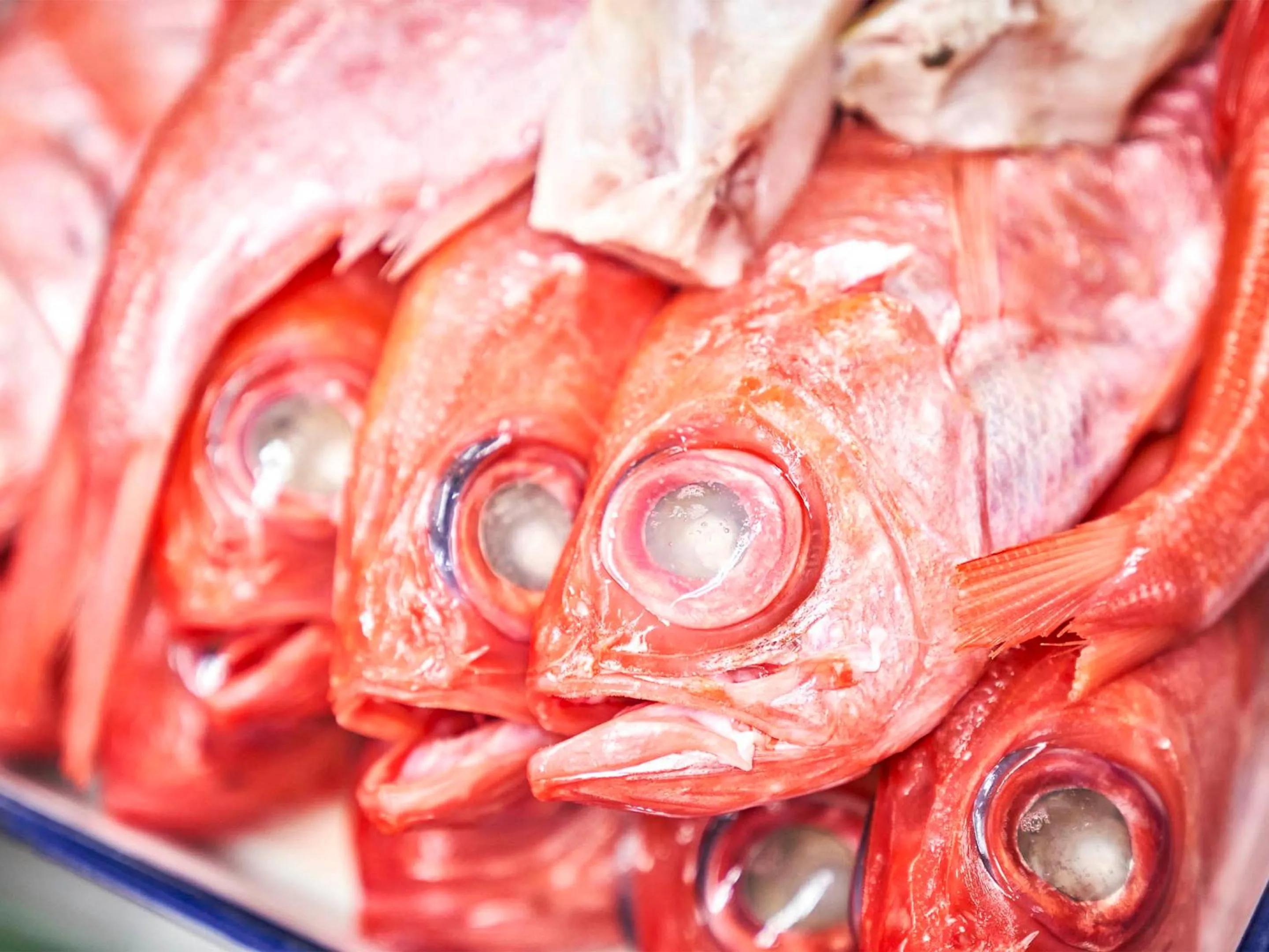 Food close-up in Kameyama Onsen Hotel