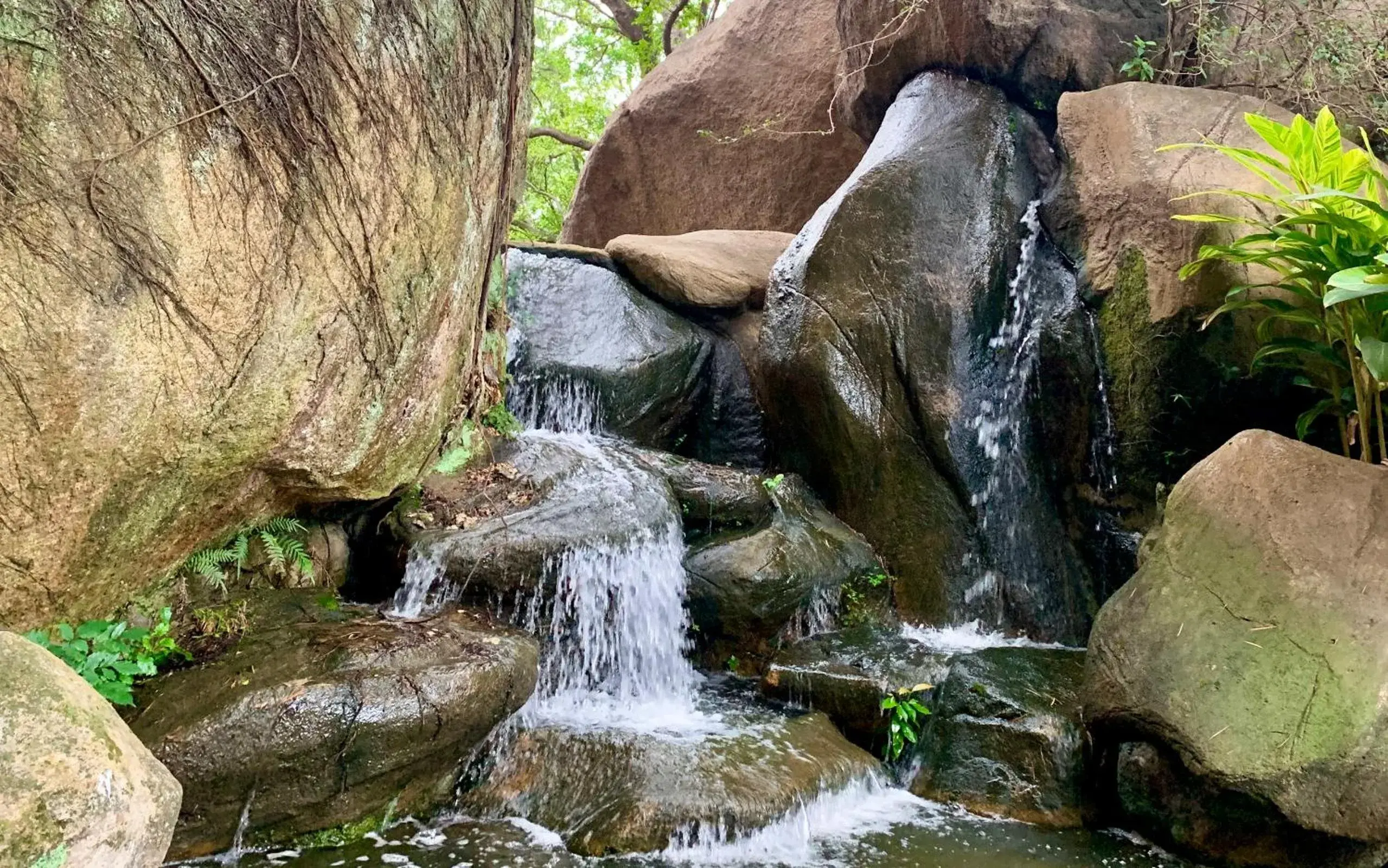 Garden view in City Hotel Xiamen-Free Welcome Fruits Garden view in City Hotel Xiamen-Free Welcome Fruits