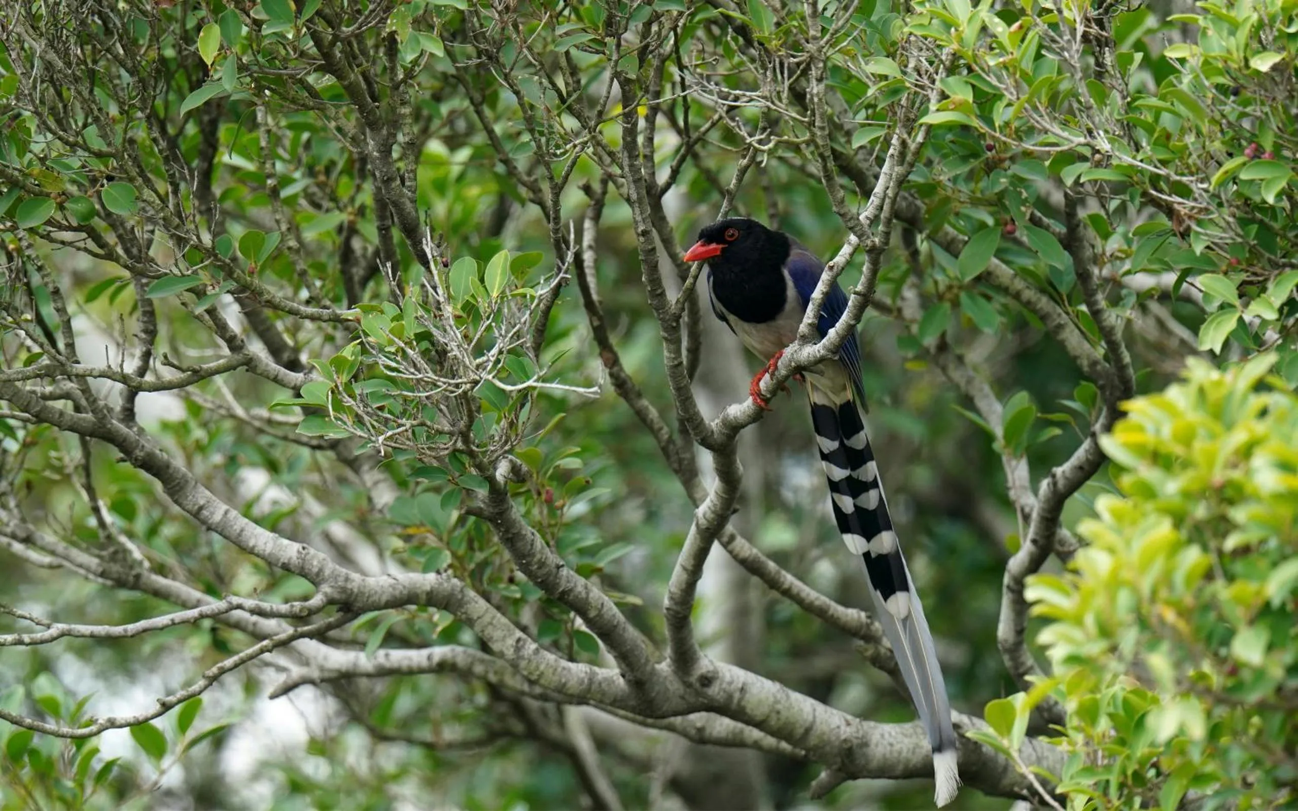 Animals in City Hotel Xiamen-Free Welcome Fruits