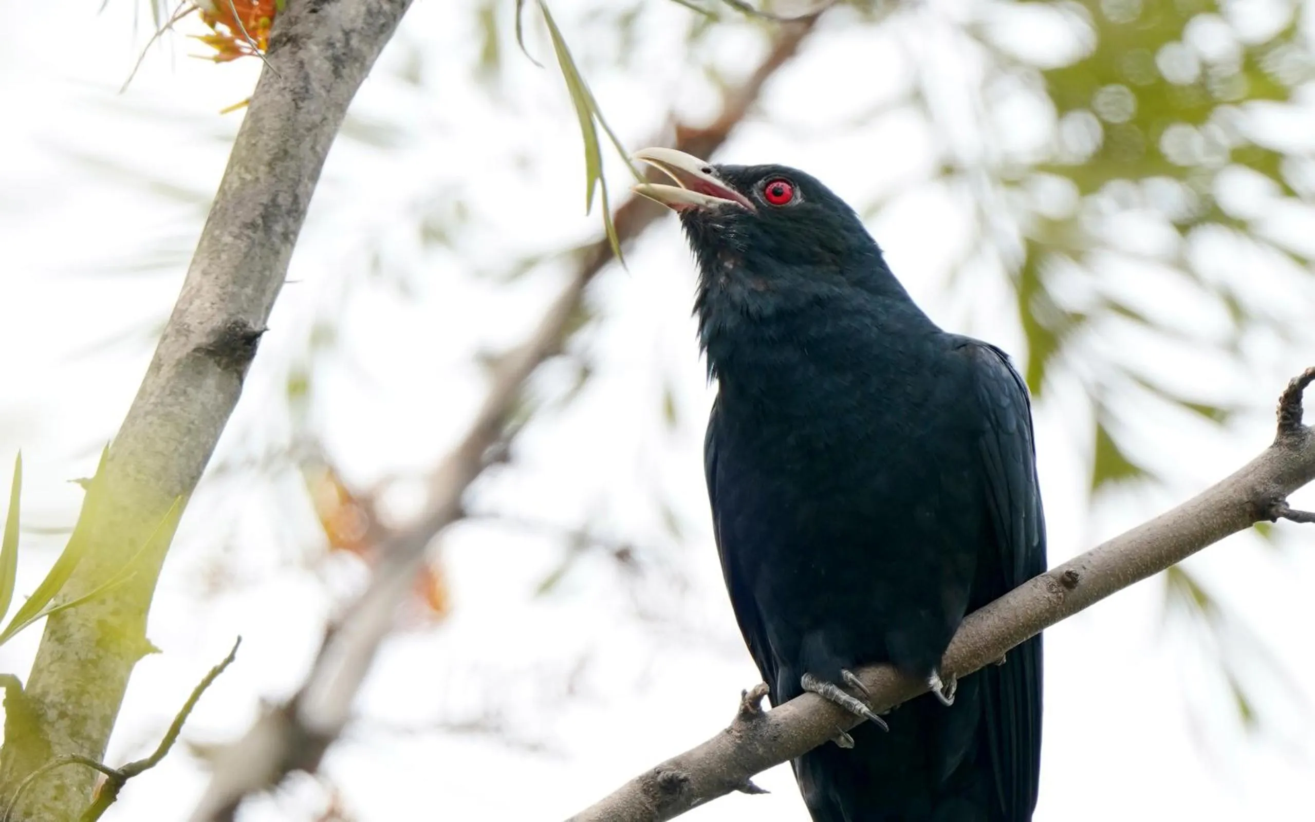 Animals in City Hotel Xiamen-Free Welcome Fruits