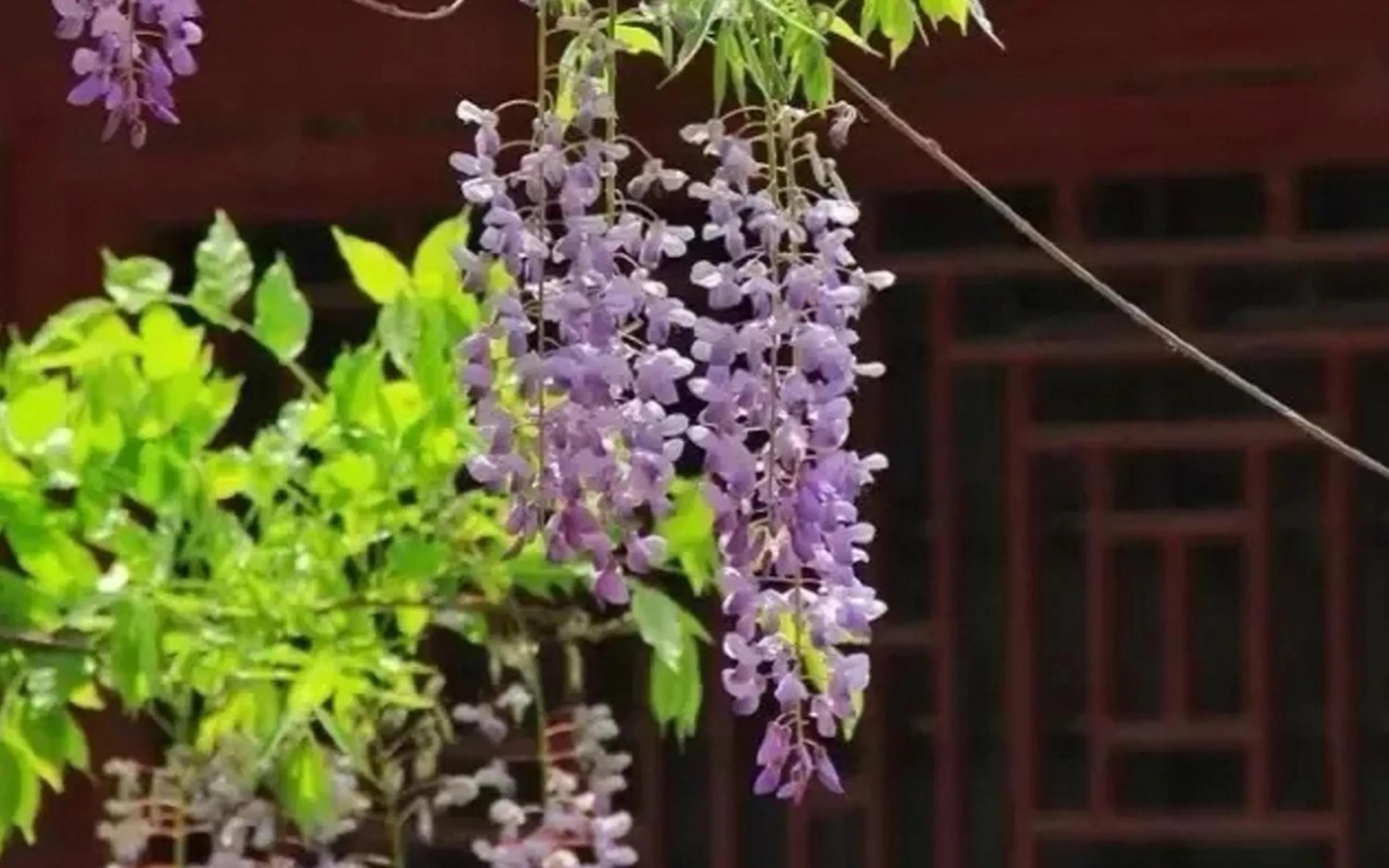 Garden view in City Hotel Xiamen-Free Welcome Fruits