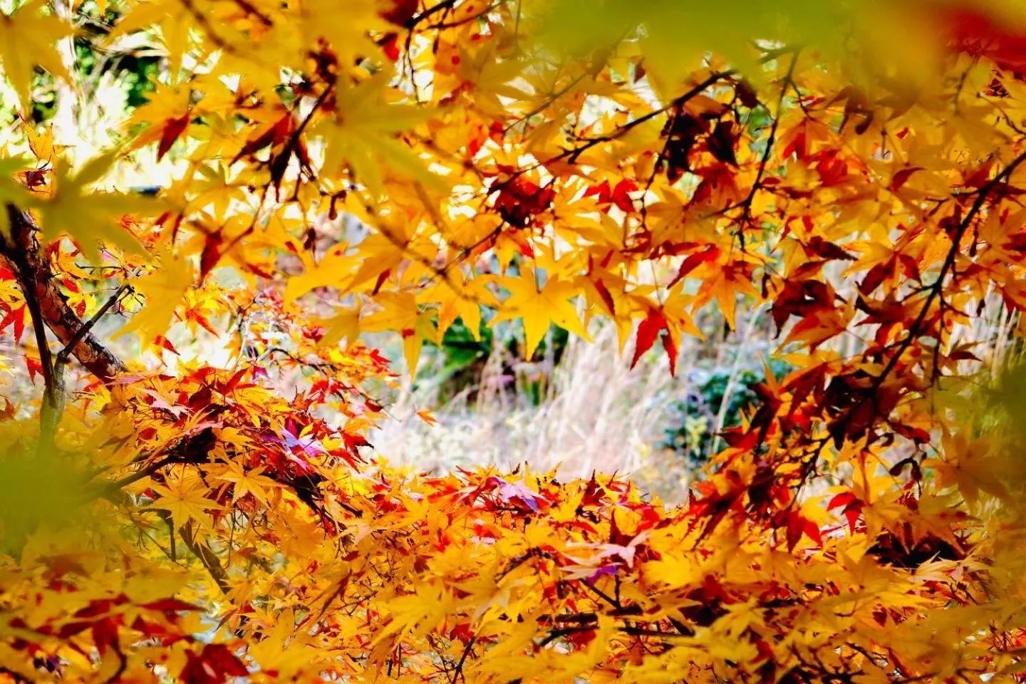 Natural landscape in Sun Urashima Yuki no Sato