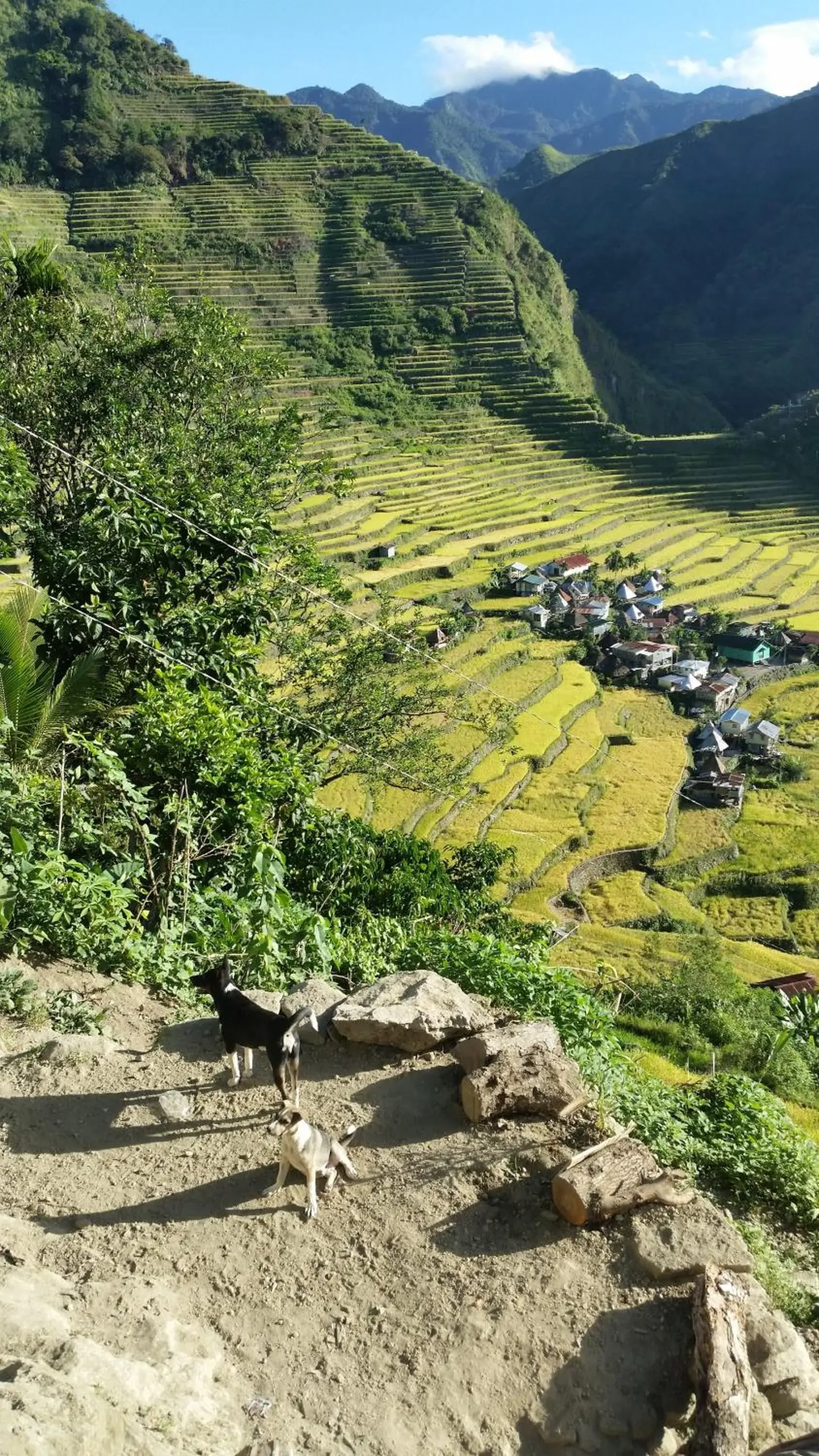 Mountain view in Batad Transient House Mountain view in Batad Transient House