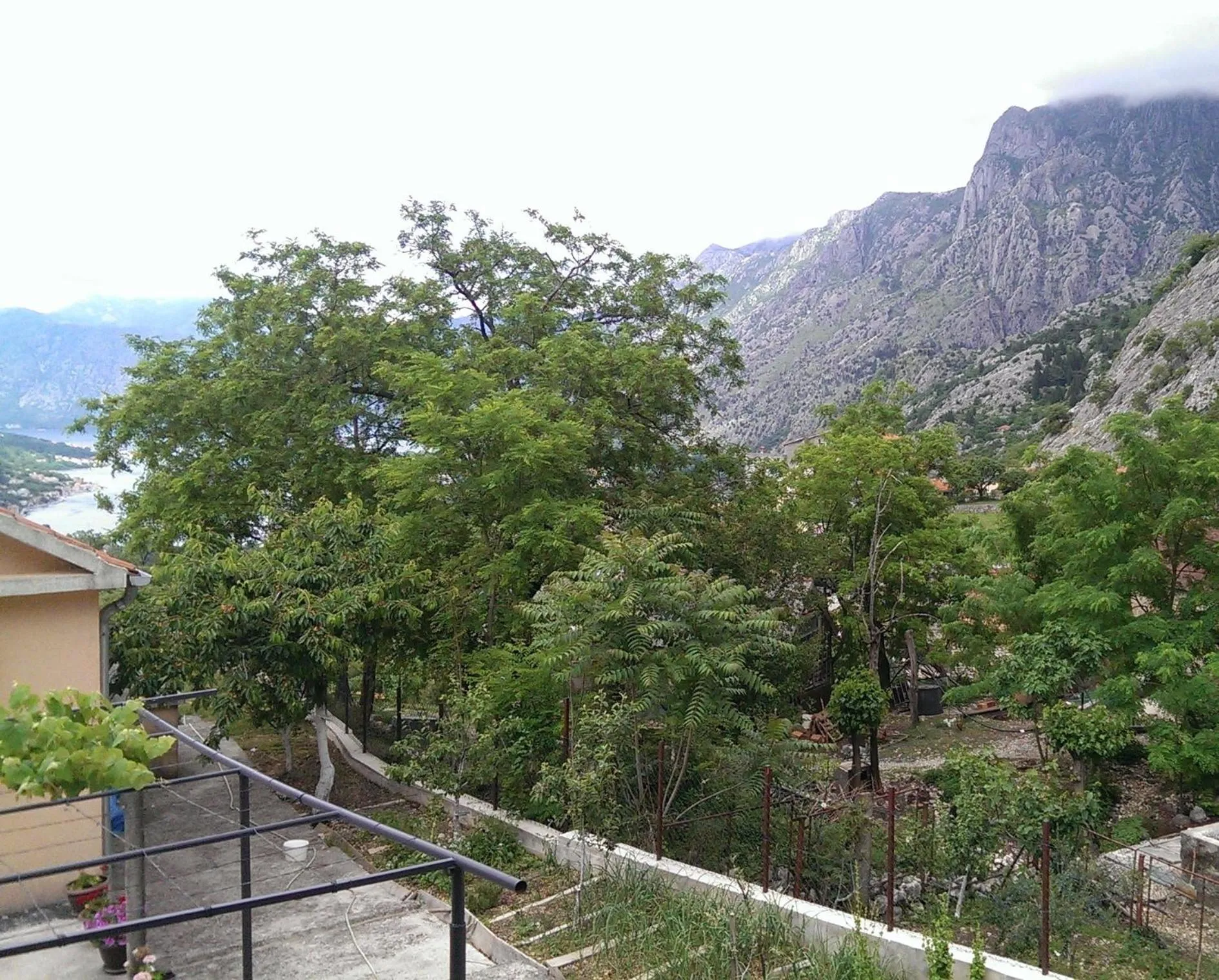 Garden view in Olive Apartment