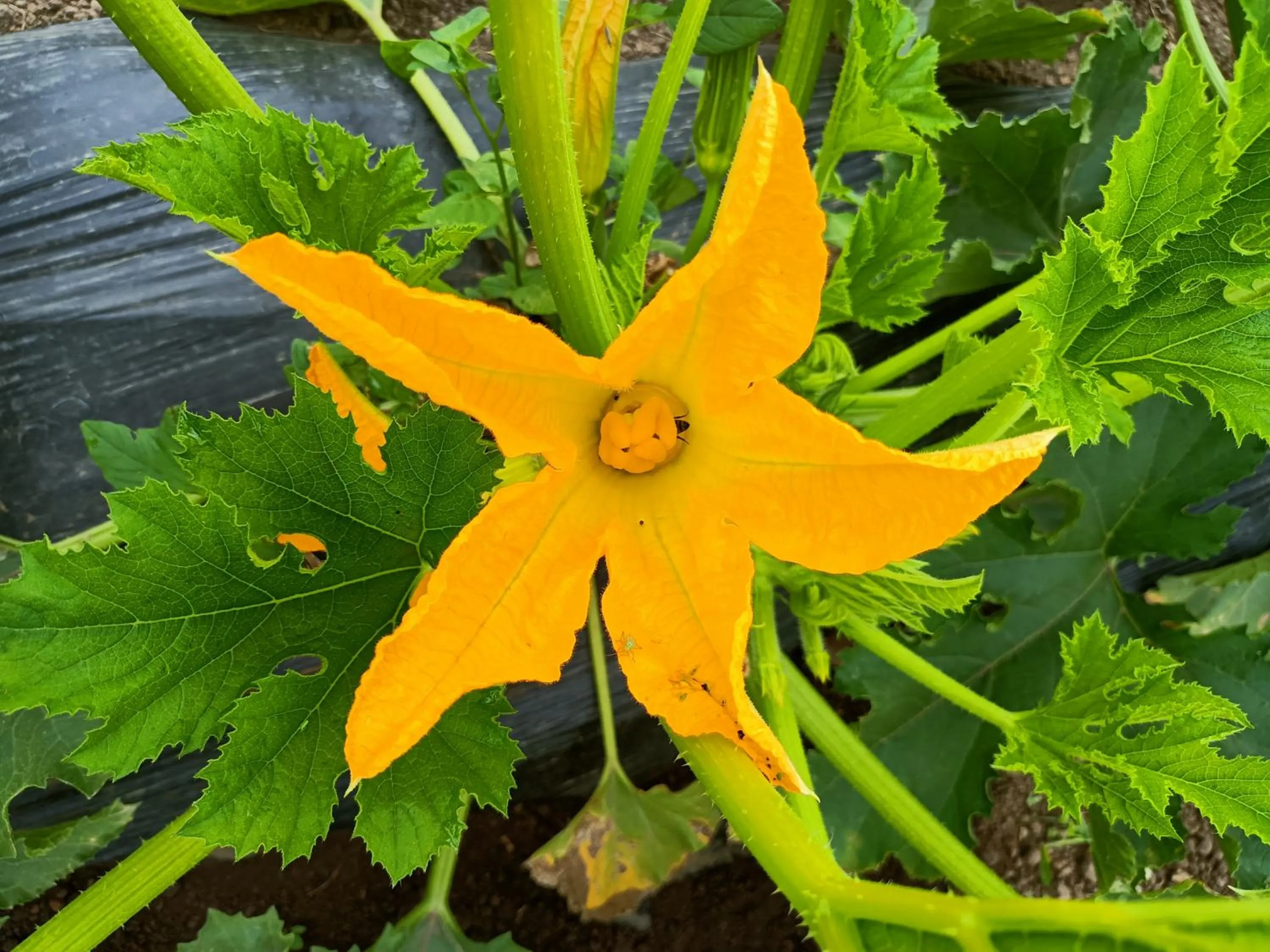 Il Giardino nell'Orto