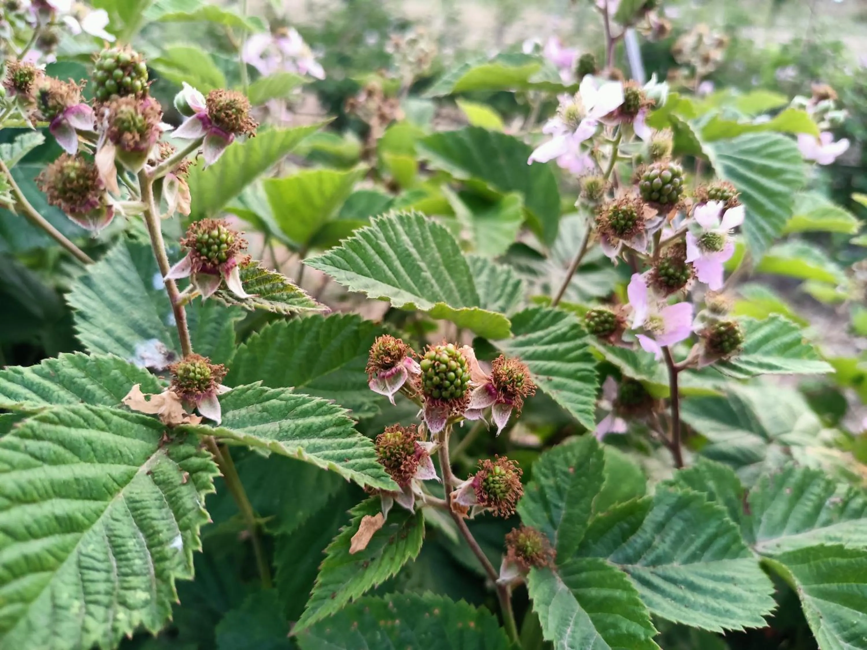 Il Giardino nell'Orto