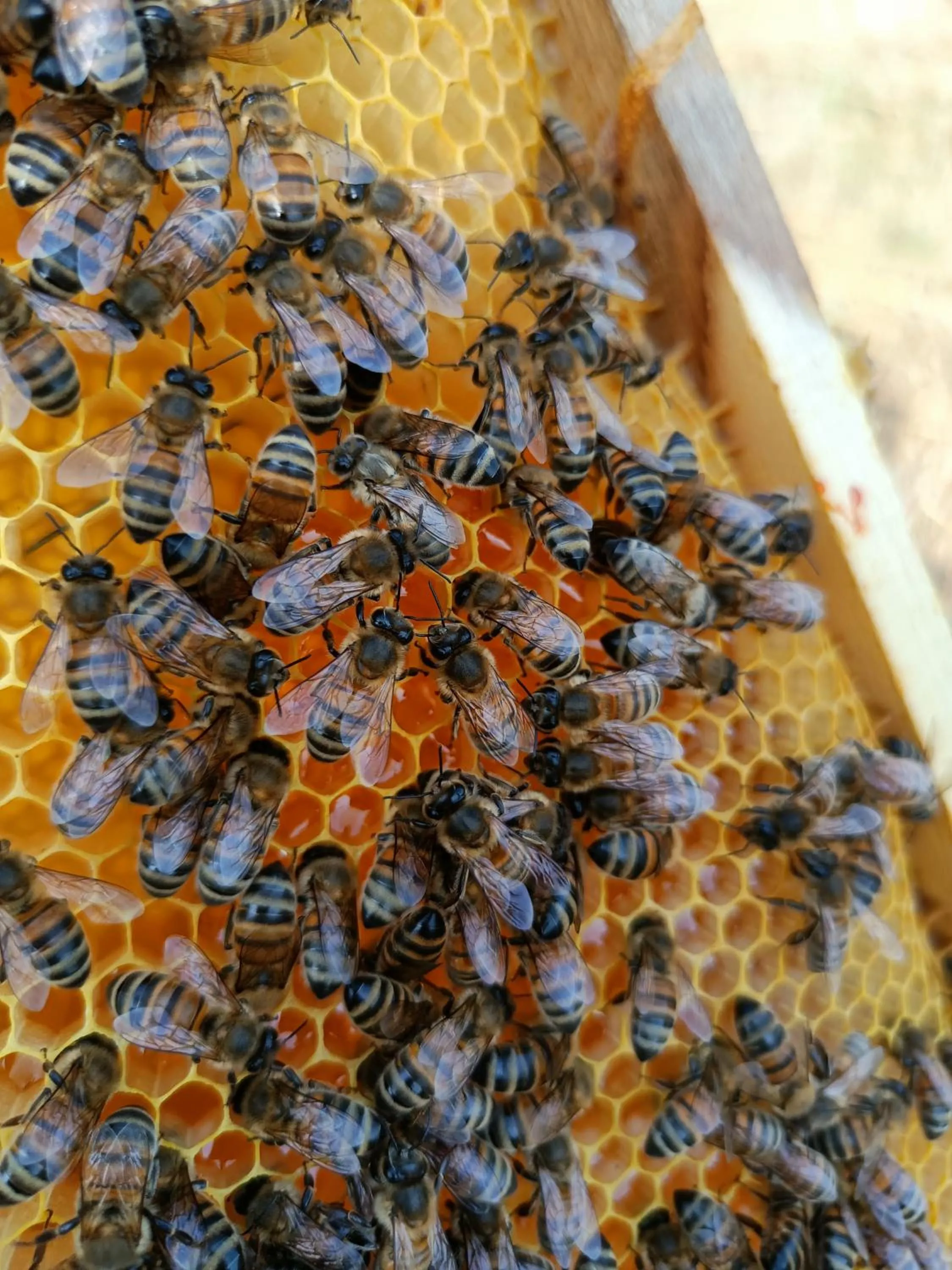Il Giardino nell'Orto