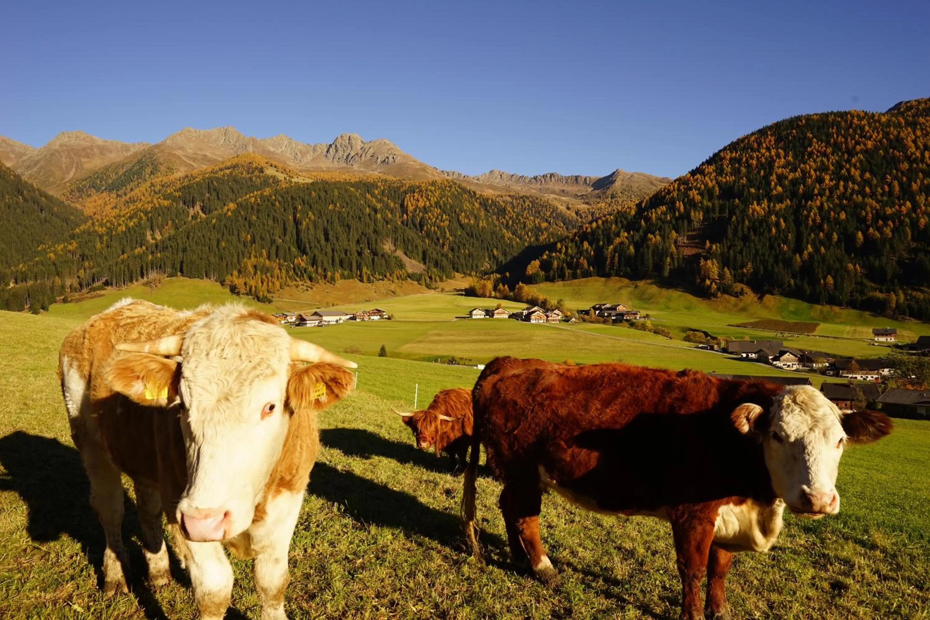 Animals in Unterhabererhof
