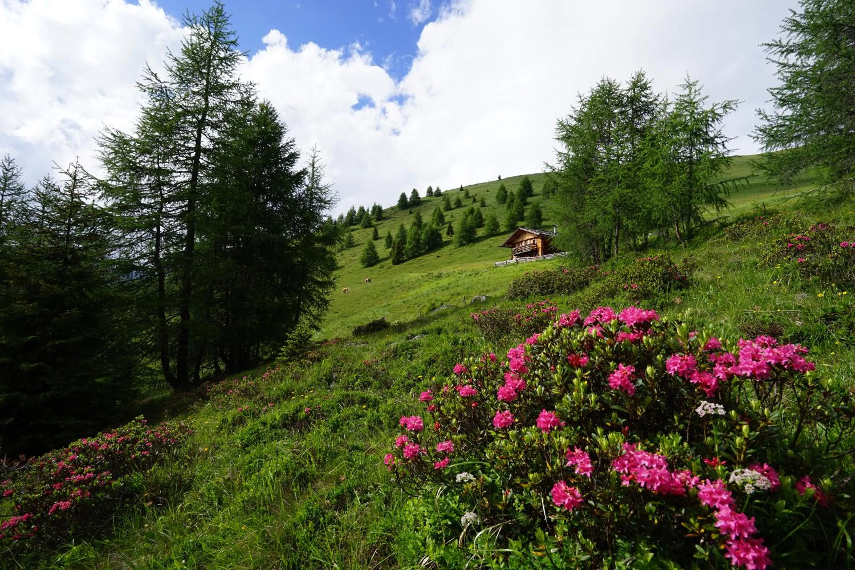 Natural landscape in Unterhabererhof