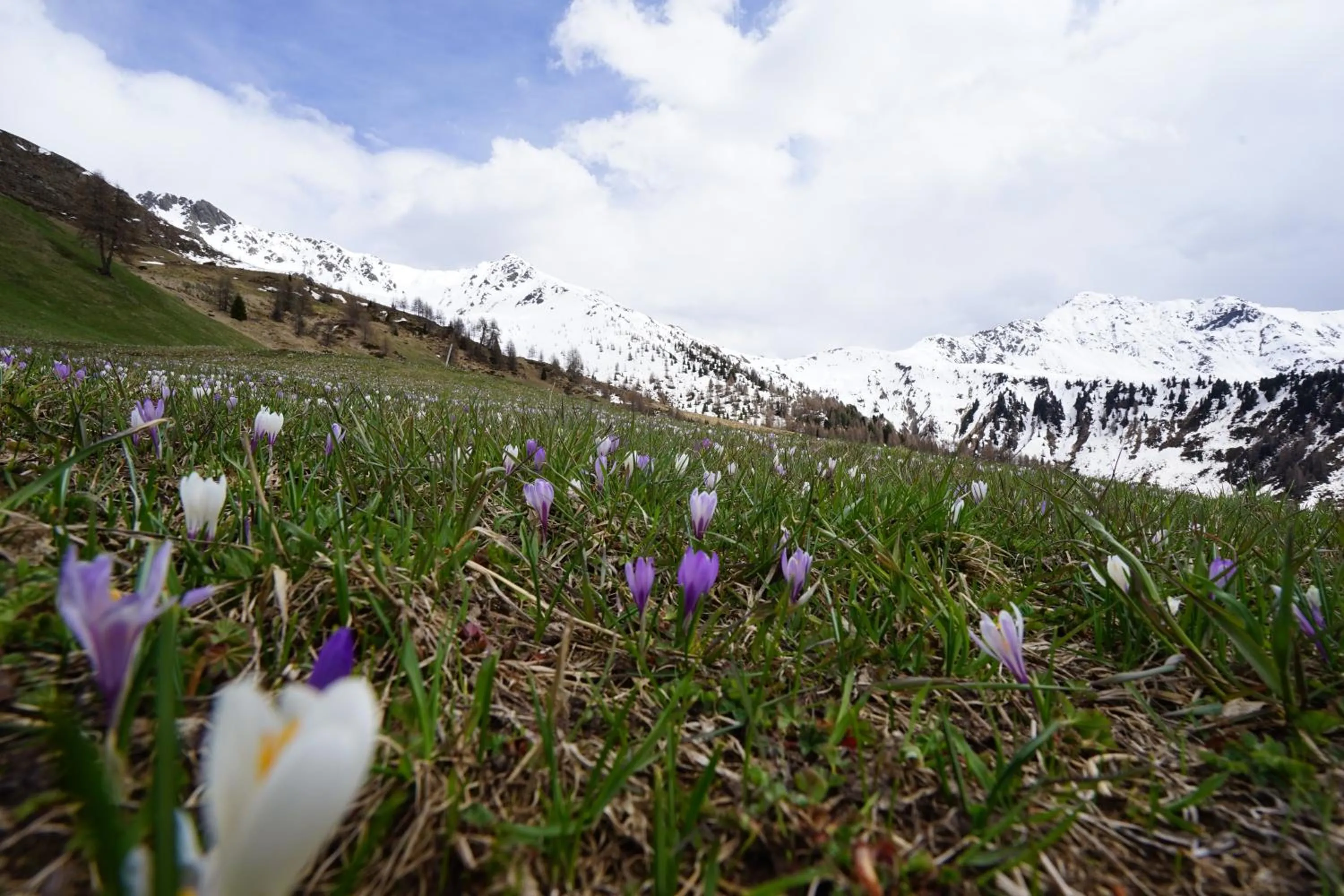Spring in Unterhabererhof