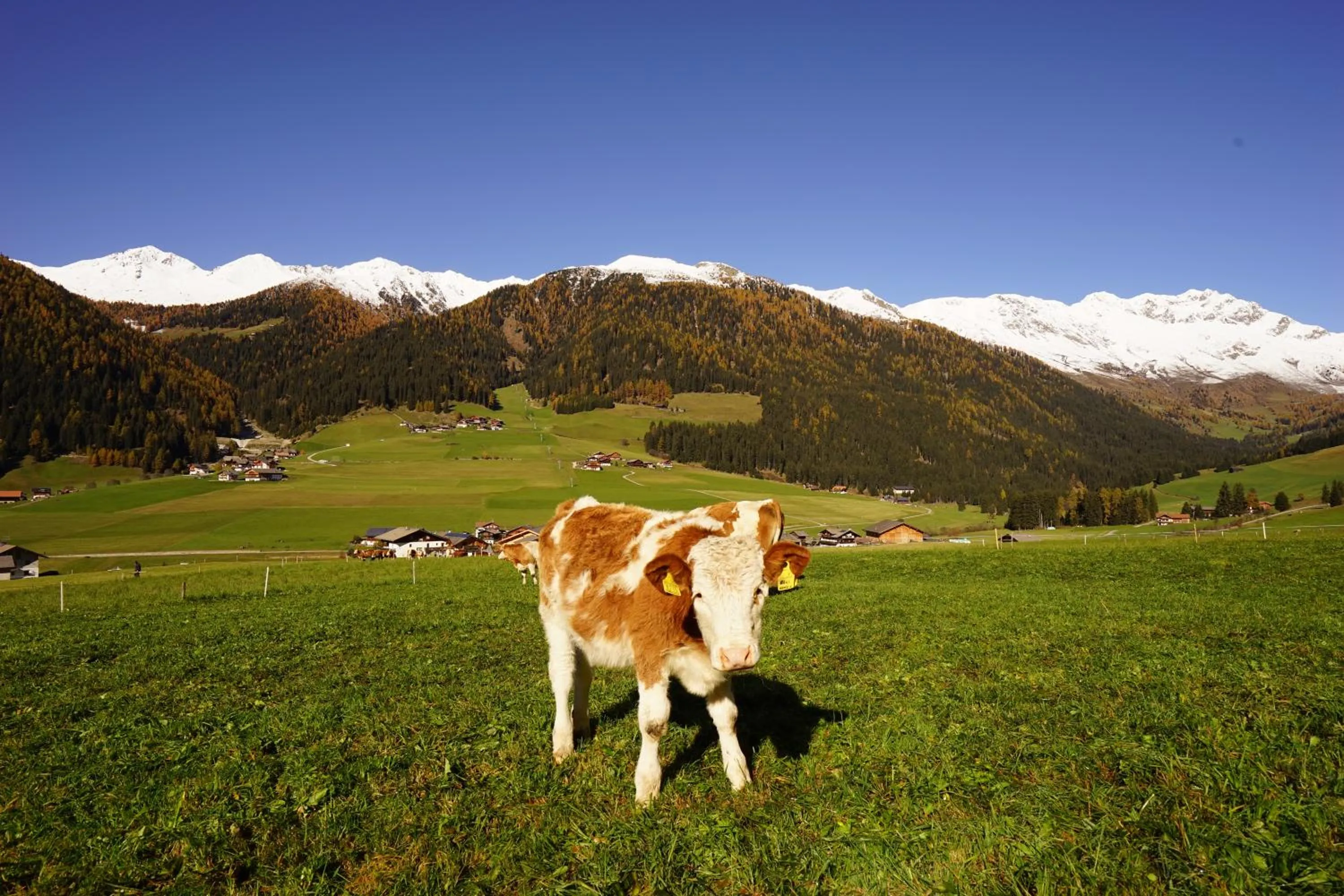 Natural landscape in Unterhabererhof