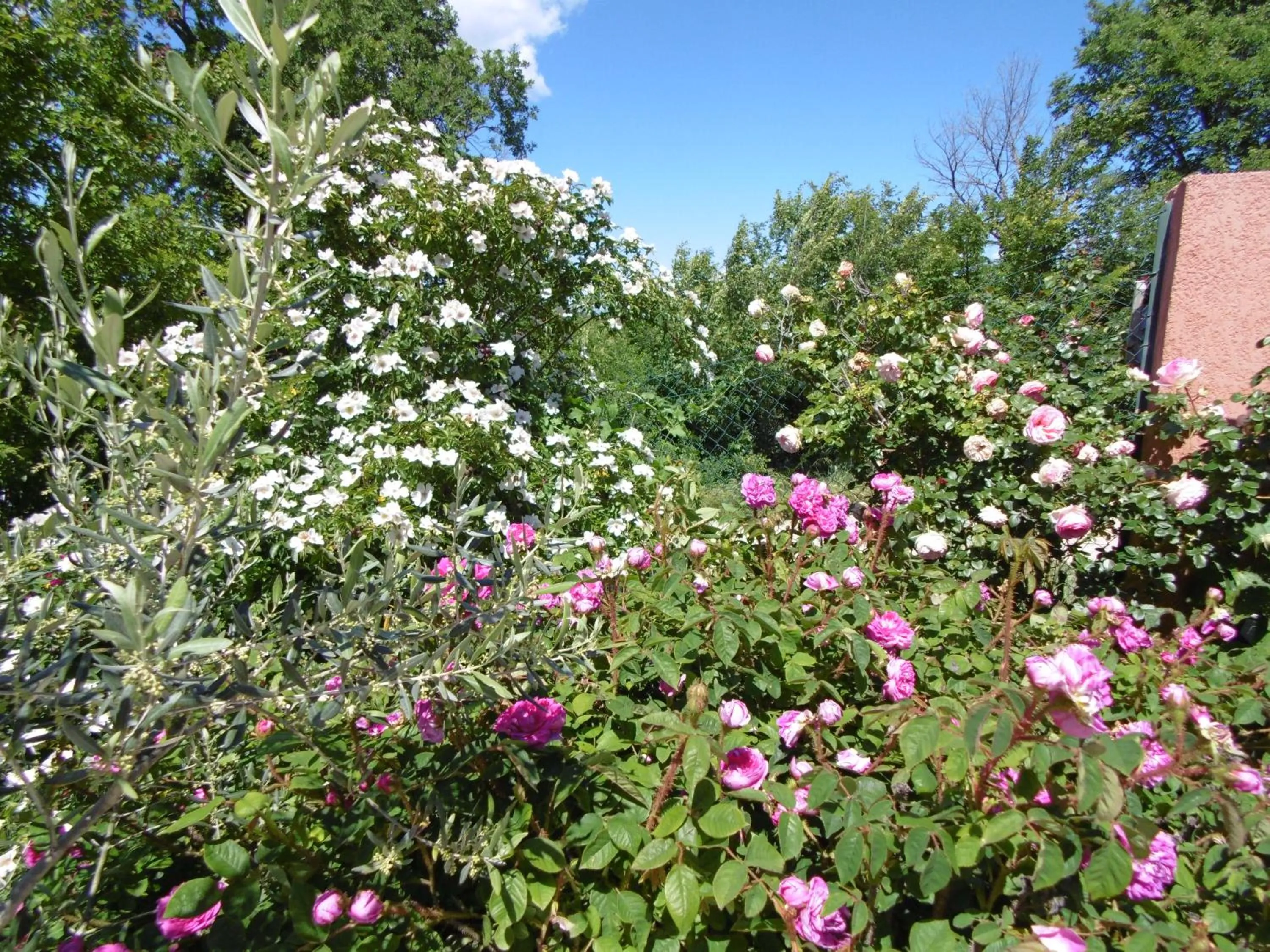 Garden in Les Terrasses de Valensole