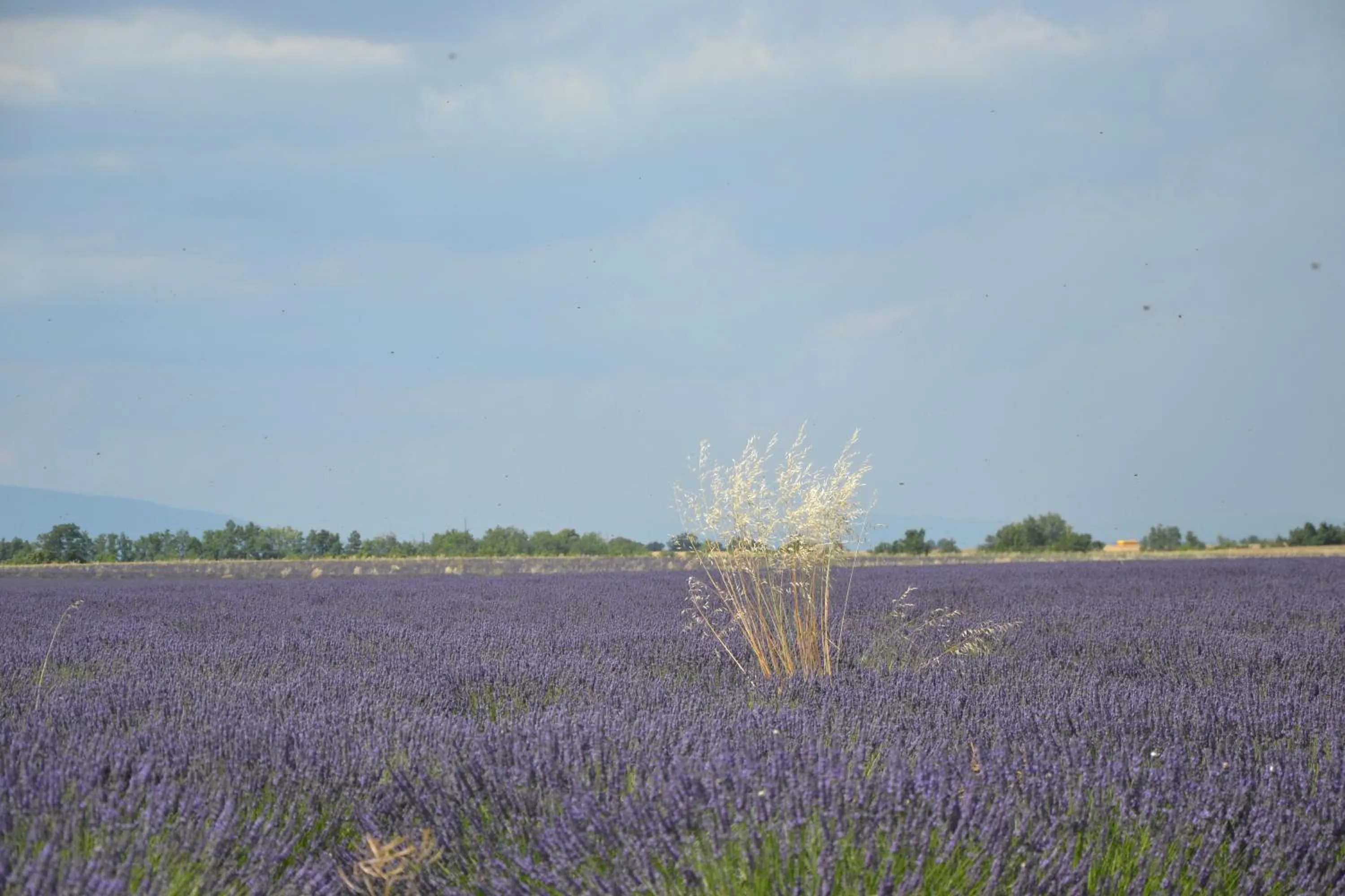 Landmark view in Les Terrasses de Valensole