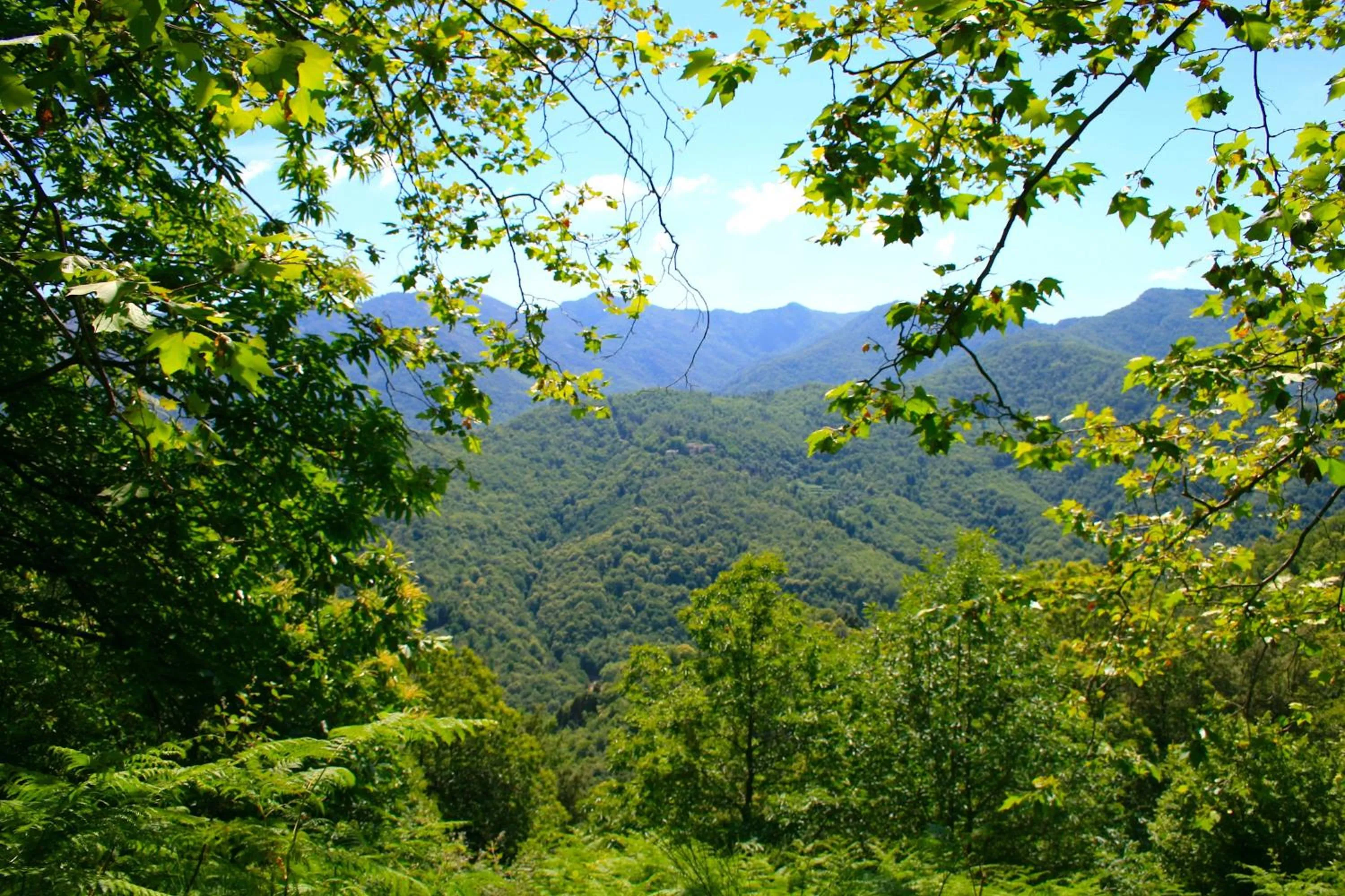 Natural landscape in Le Refuge Orezza