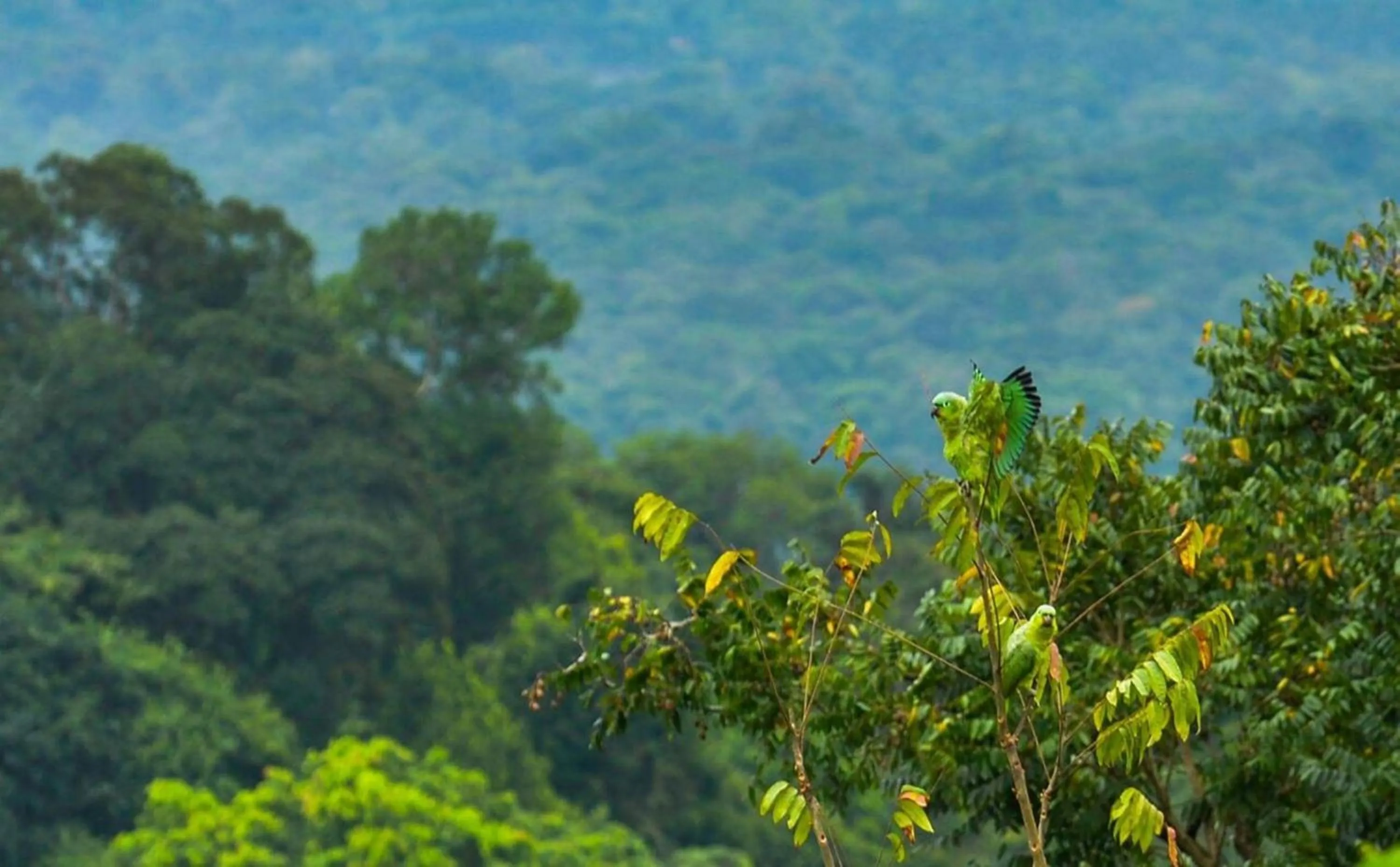 Animals in Mirador Prendas