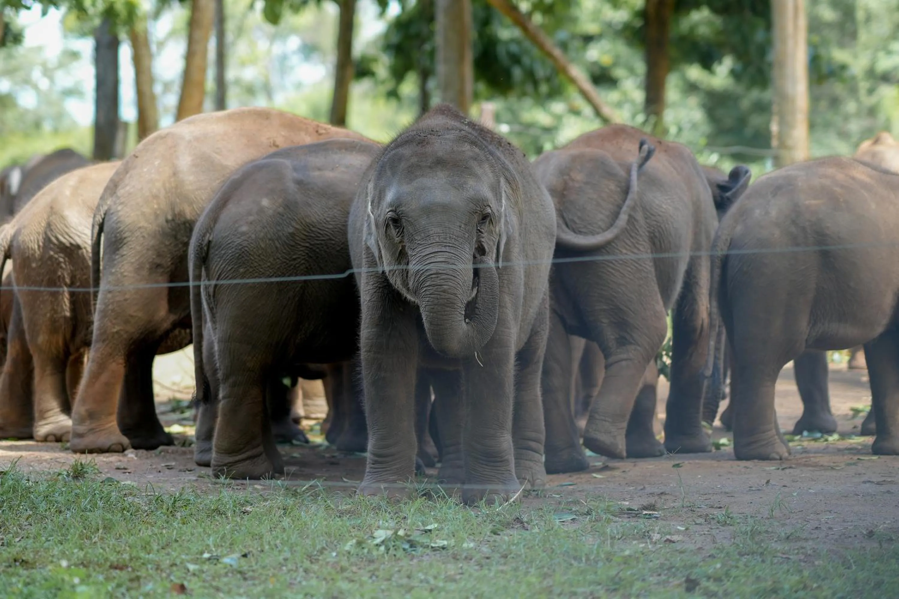 Animals in Hotel Athgira