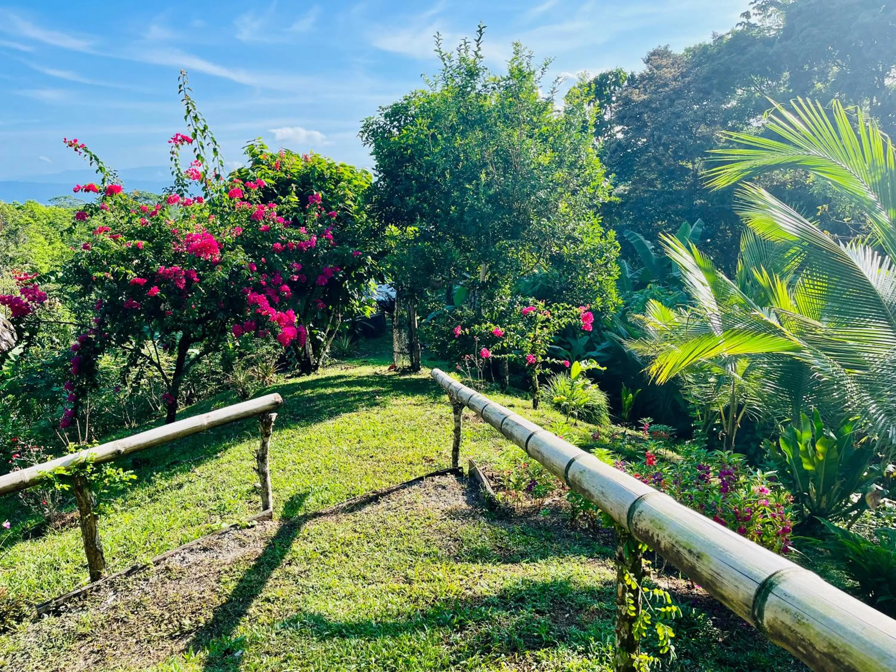 Garden in El Cerrito