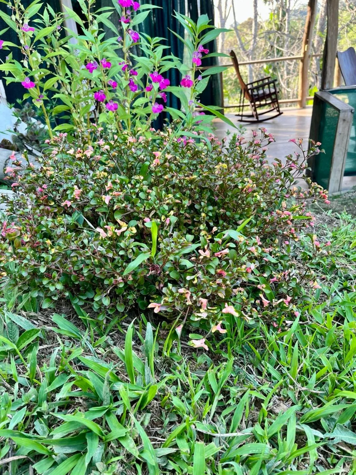 Garden in El Cerrito