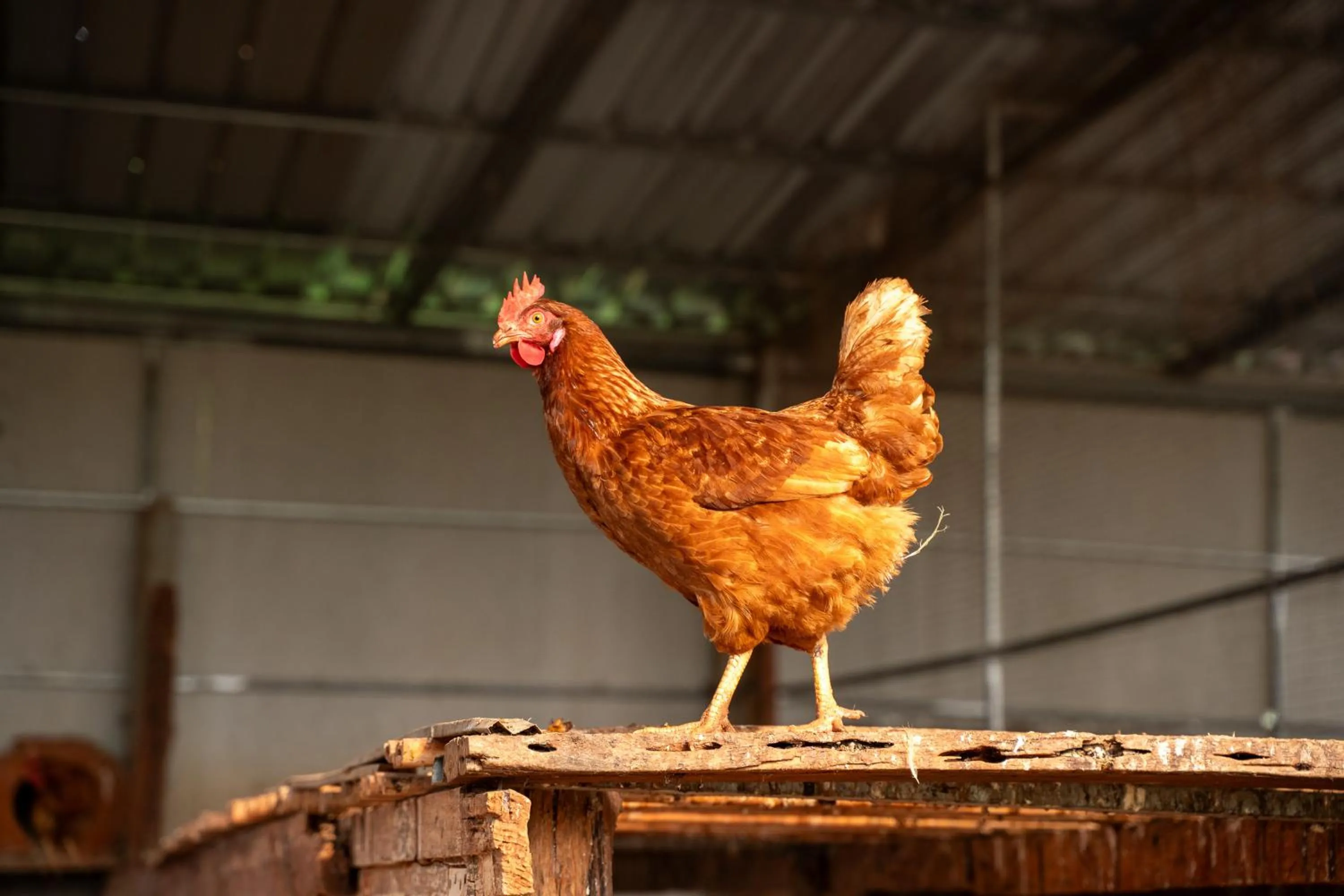 Animals in Narucha Farmstay