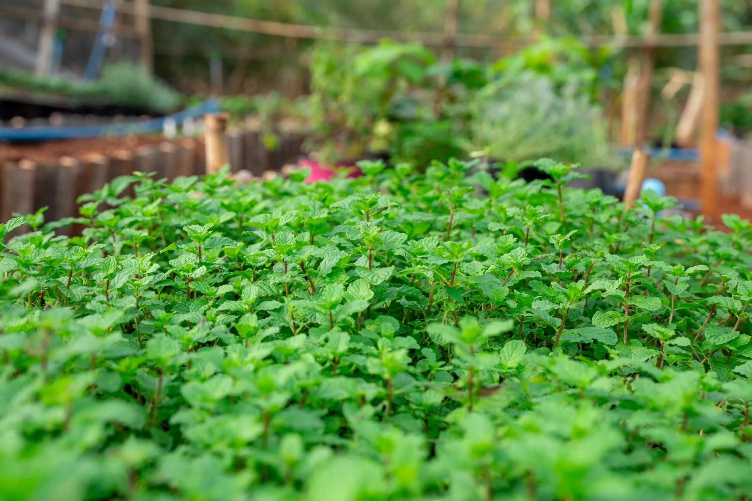 Garden in Narucha Farmstay