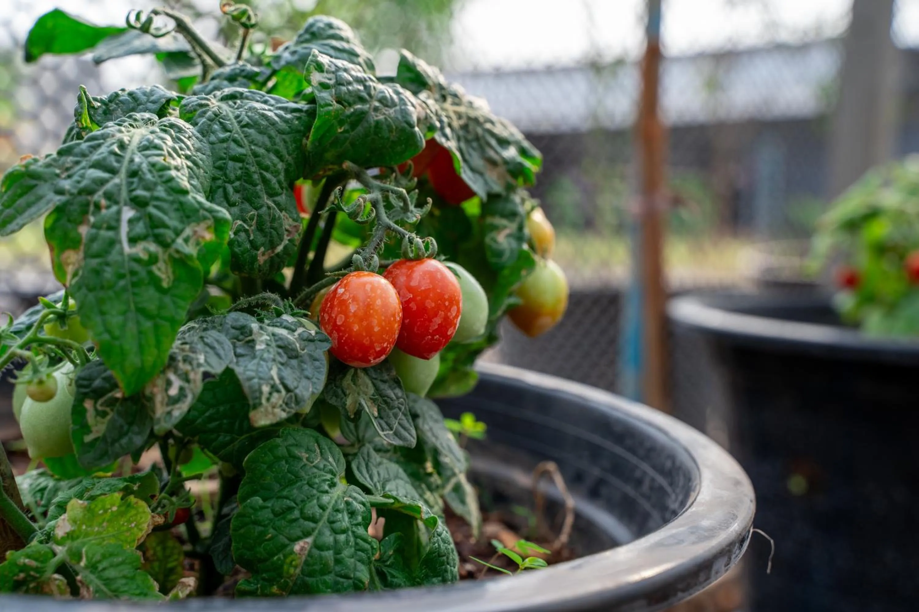 Day in Narucha Farmstay