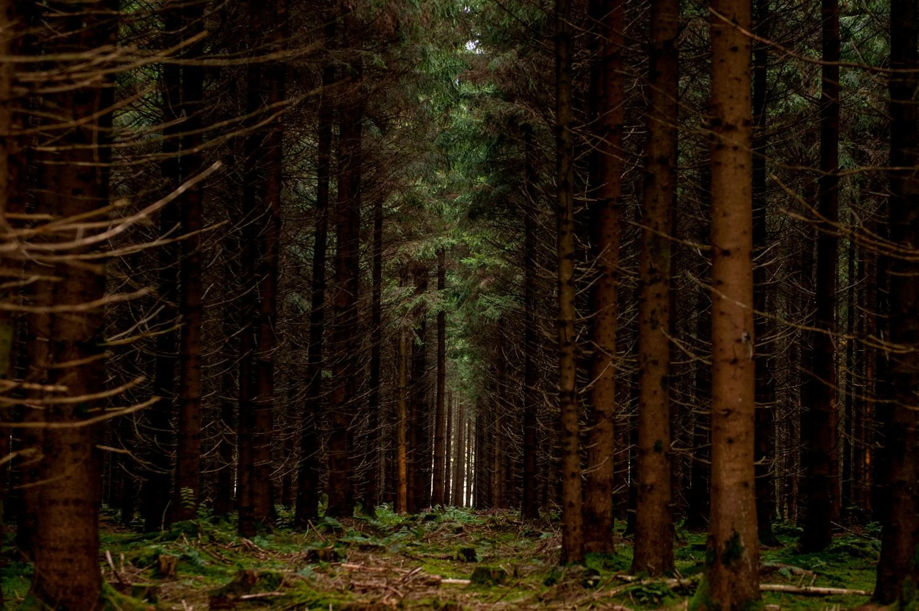 Natural landscape in Gasthof Adler