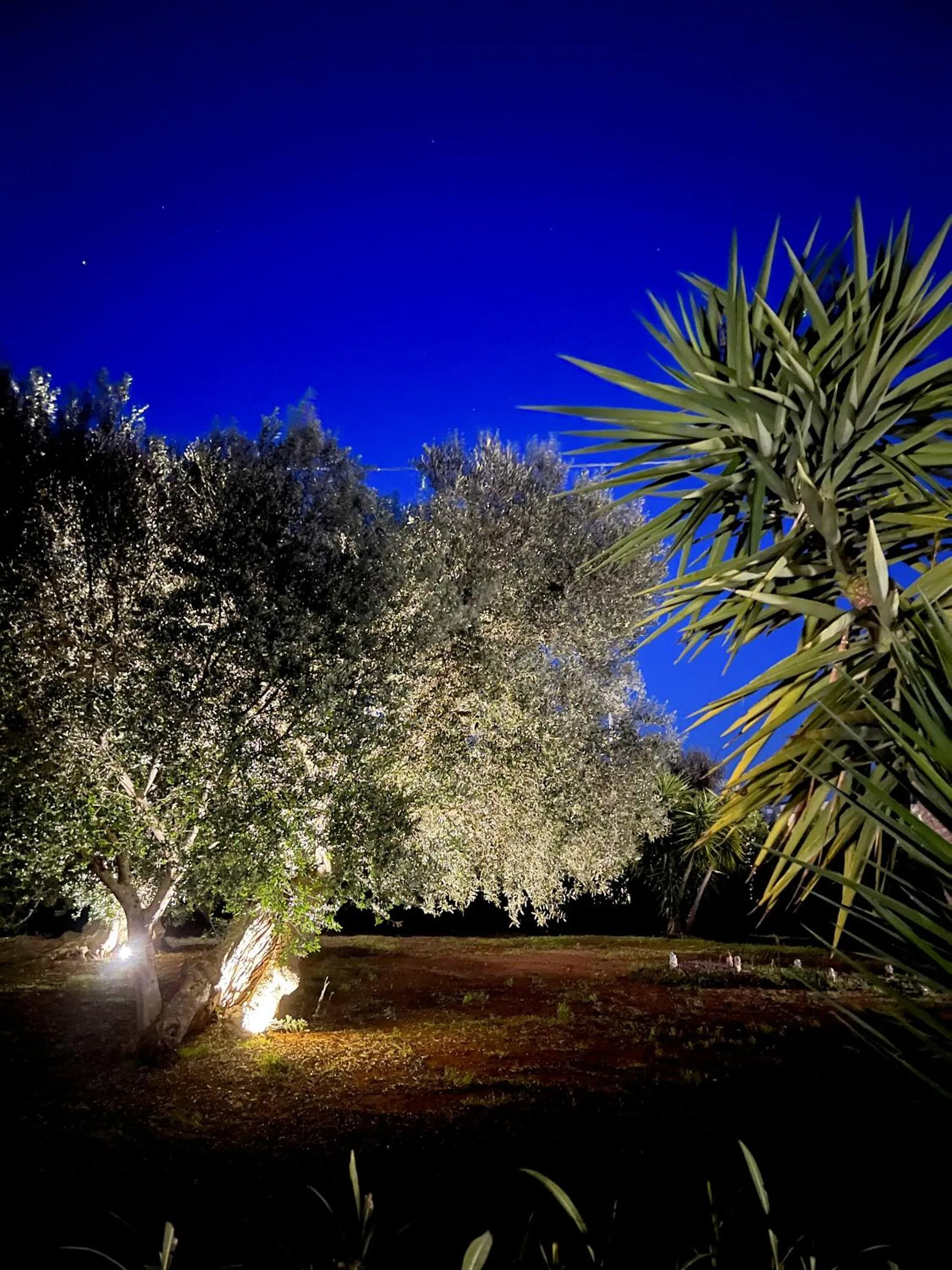 Garden in La Maison One B&B