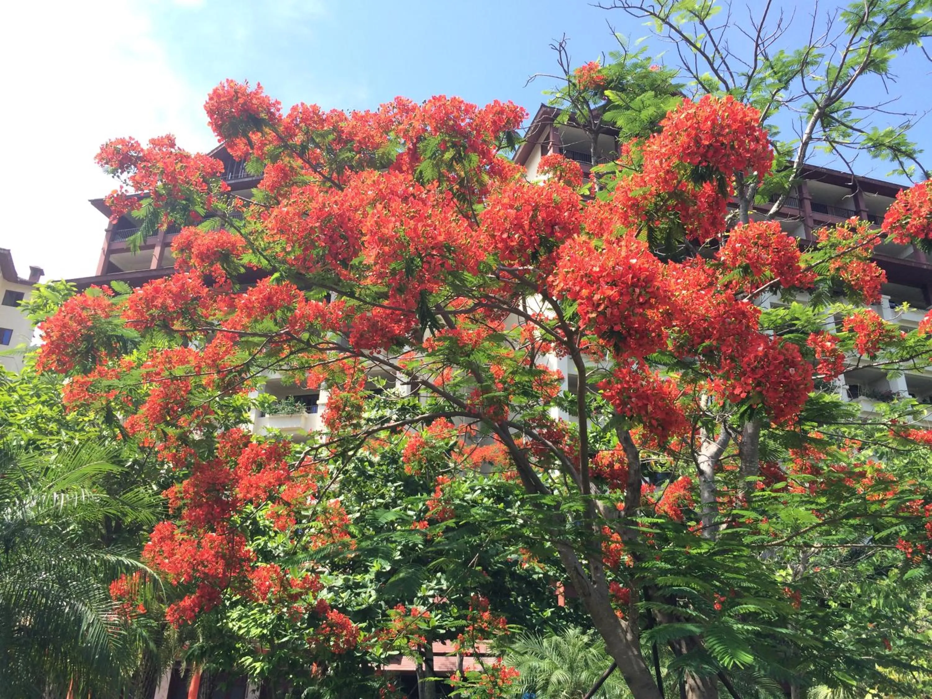 Garden in Stony Brook Villa Jianguo Resort Sanya