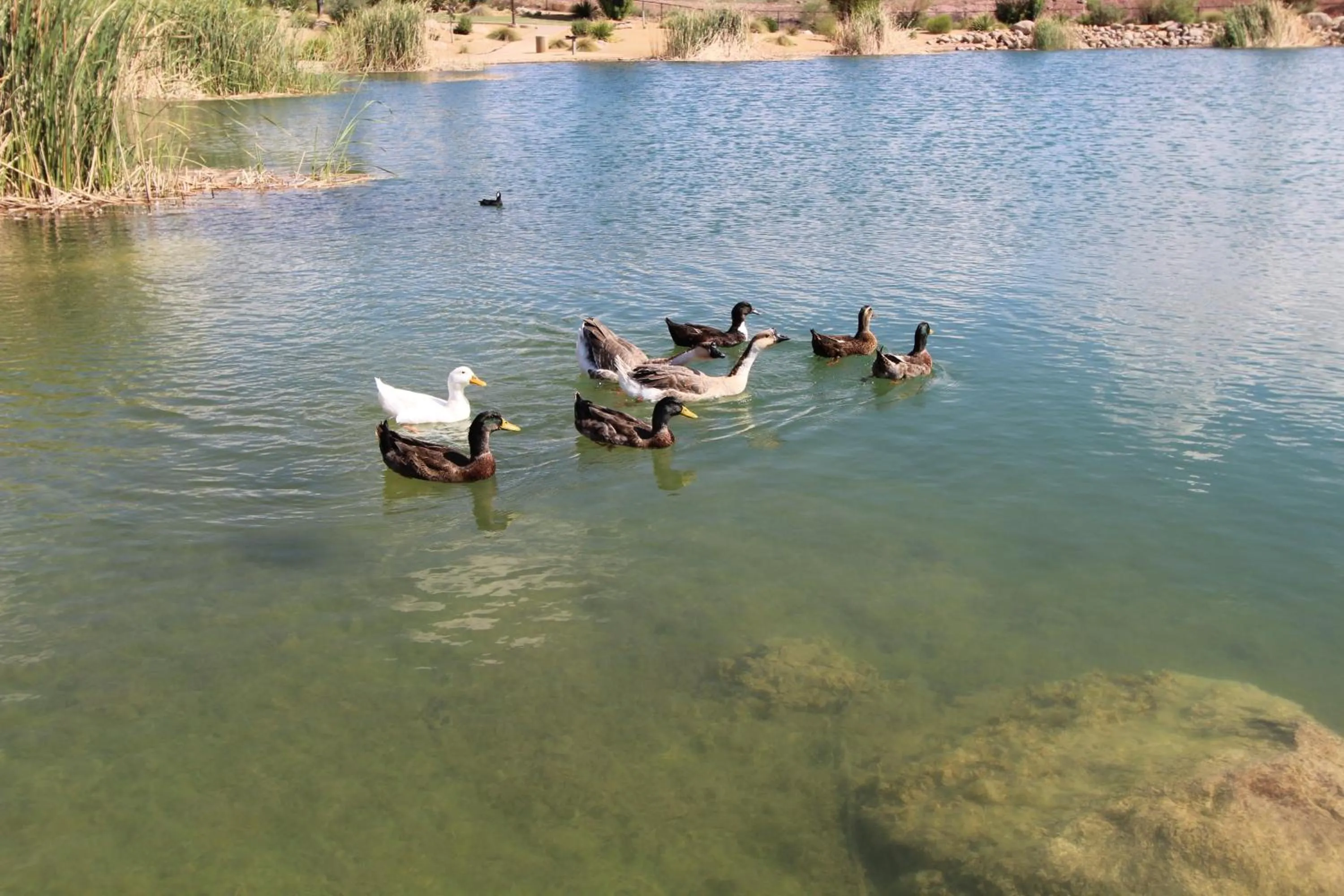 Fishing in Canyon Villas at Coral Ridge