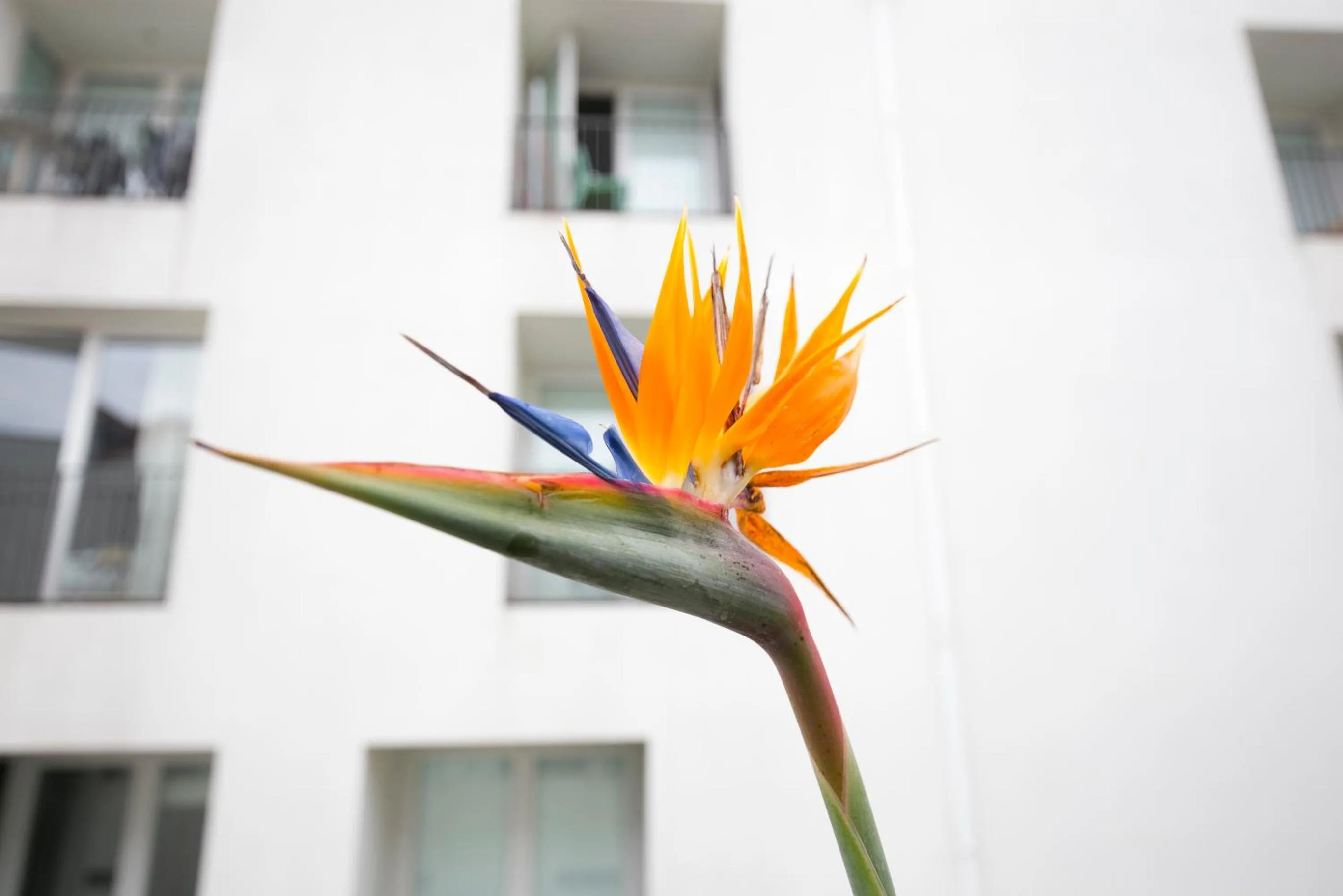 Decorative detail in Lisbon Downtown Apartment Free Parking