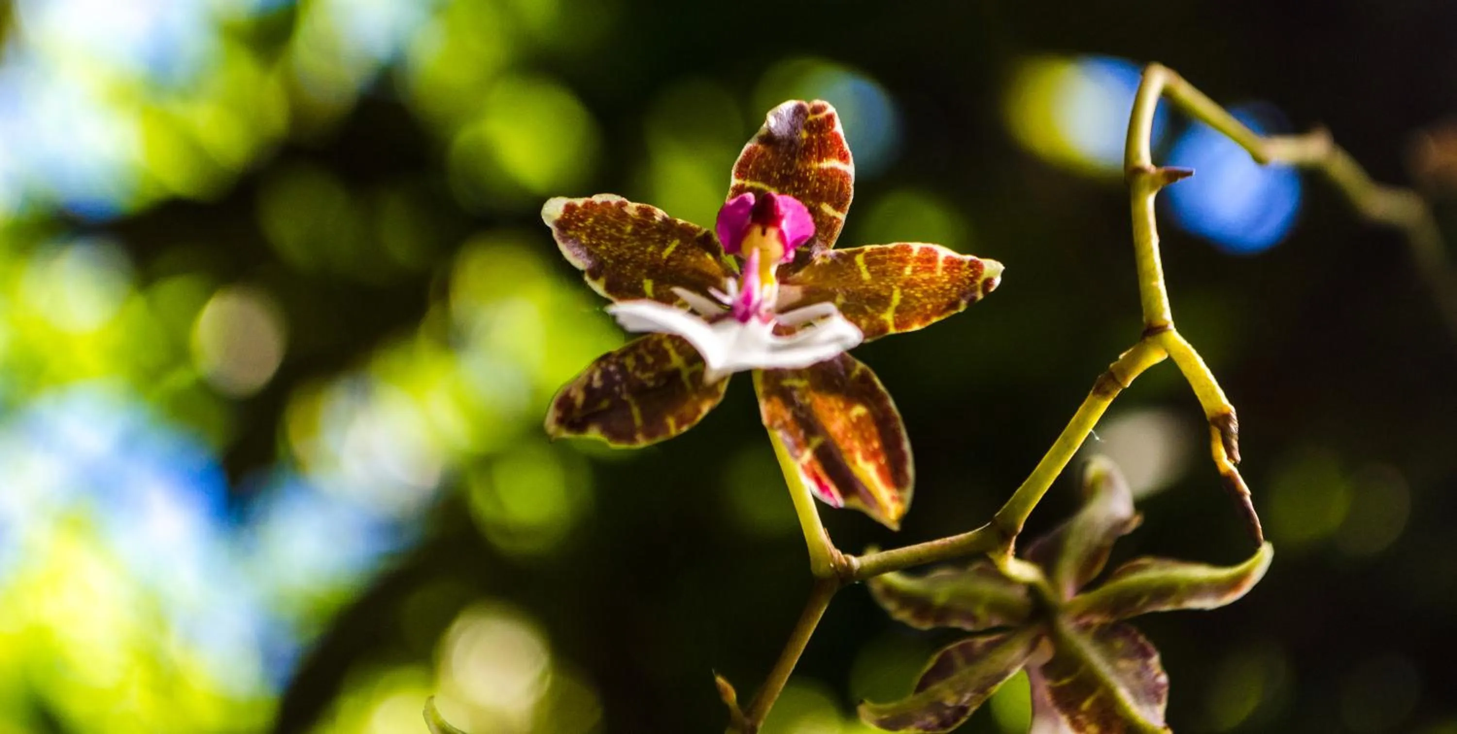 Garden in Hotel Holístico Monteverde