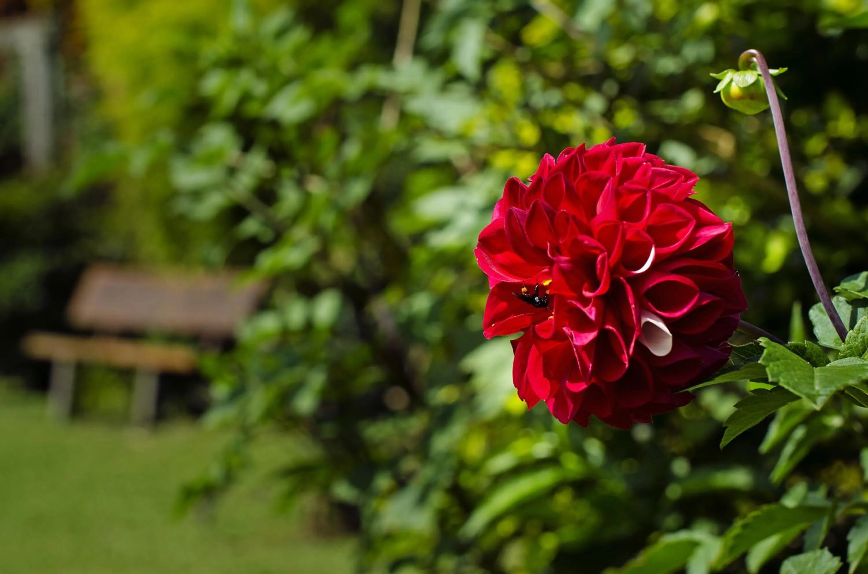 Garden view in Pousada Das Araucárias