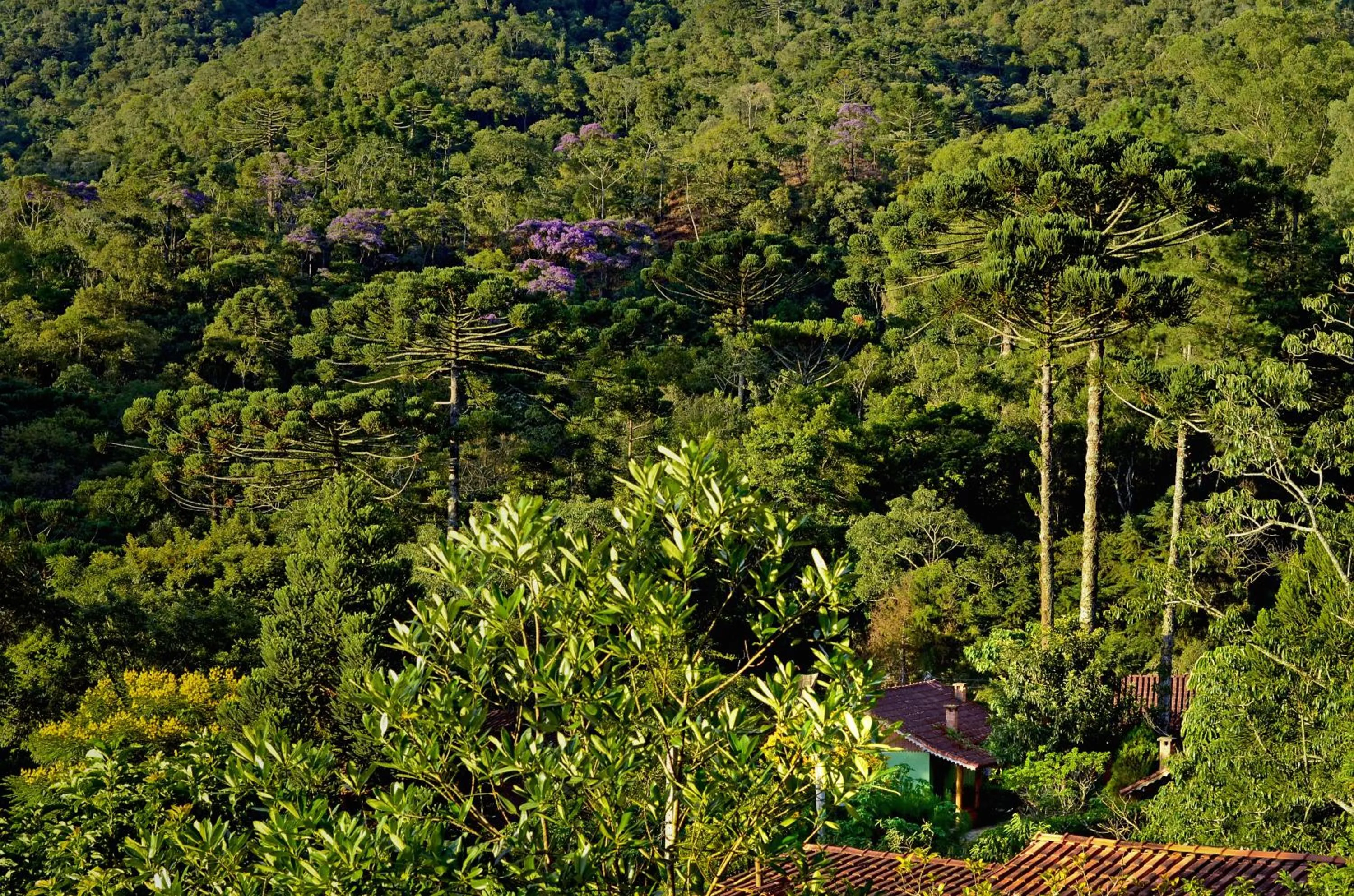 Mountain view in Pousada Das Araucárias