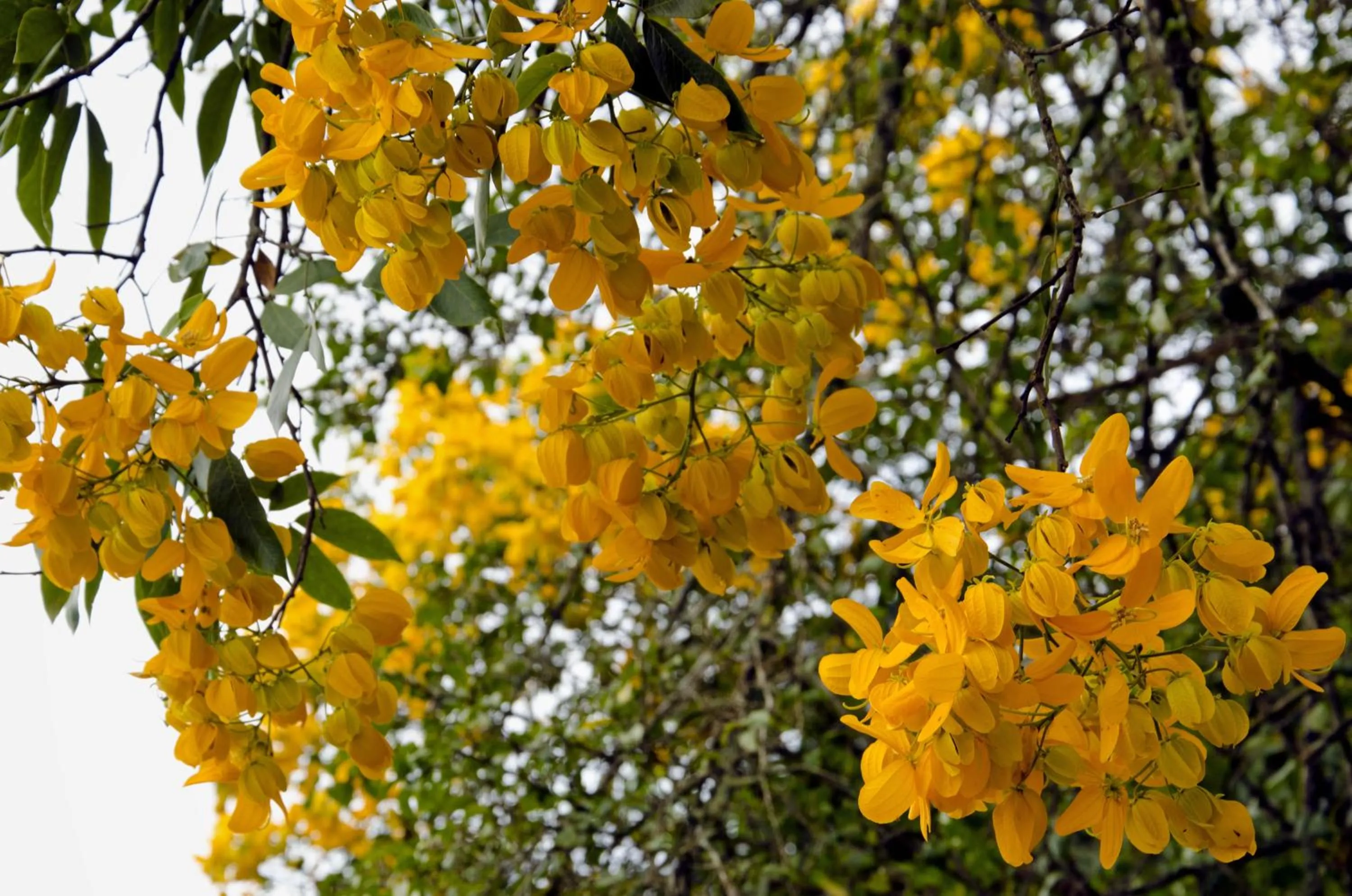 Garden view in Pousada Das Araucárias