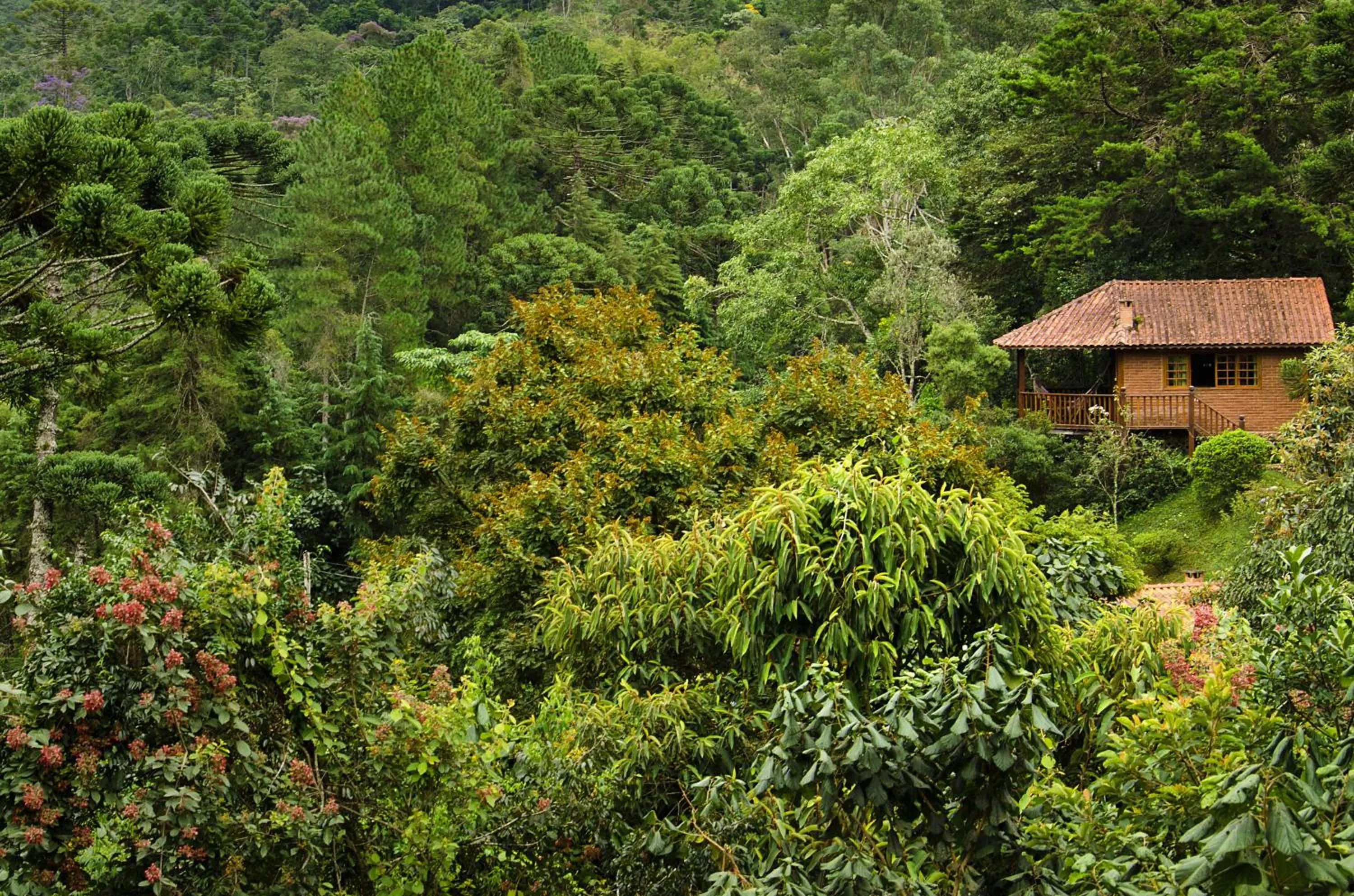 Garden view in Pousada Das Araucárias