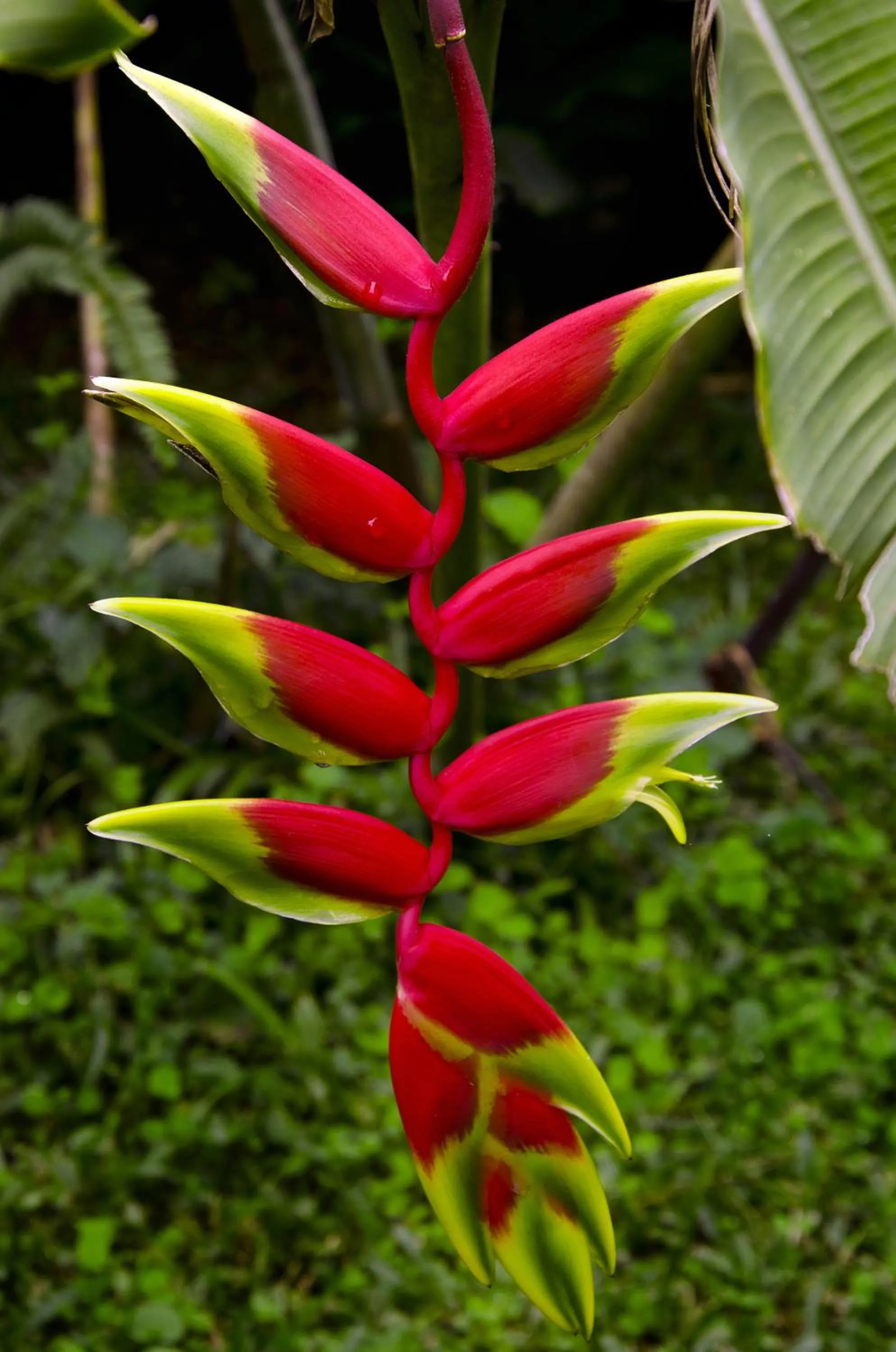 Garden view in Pousada Das Araucárias