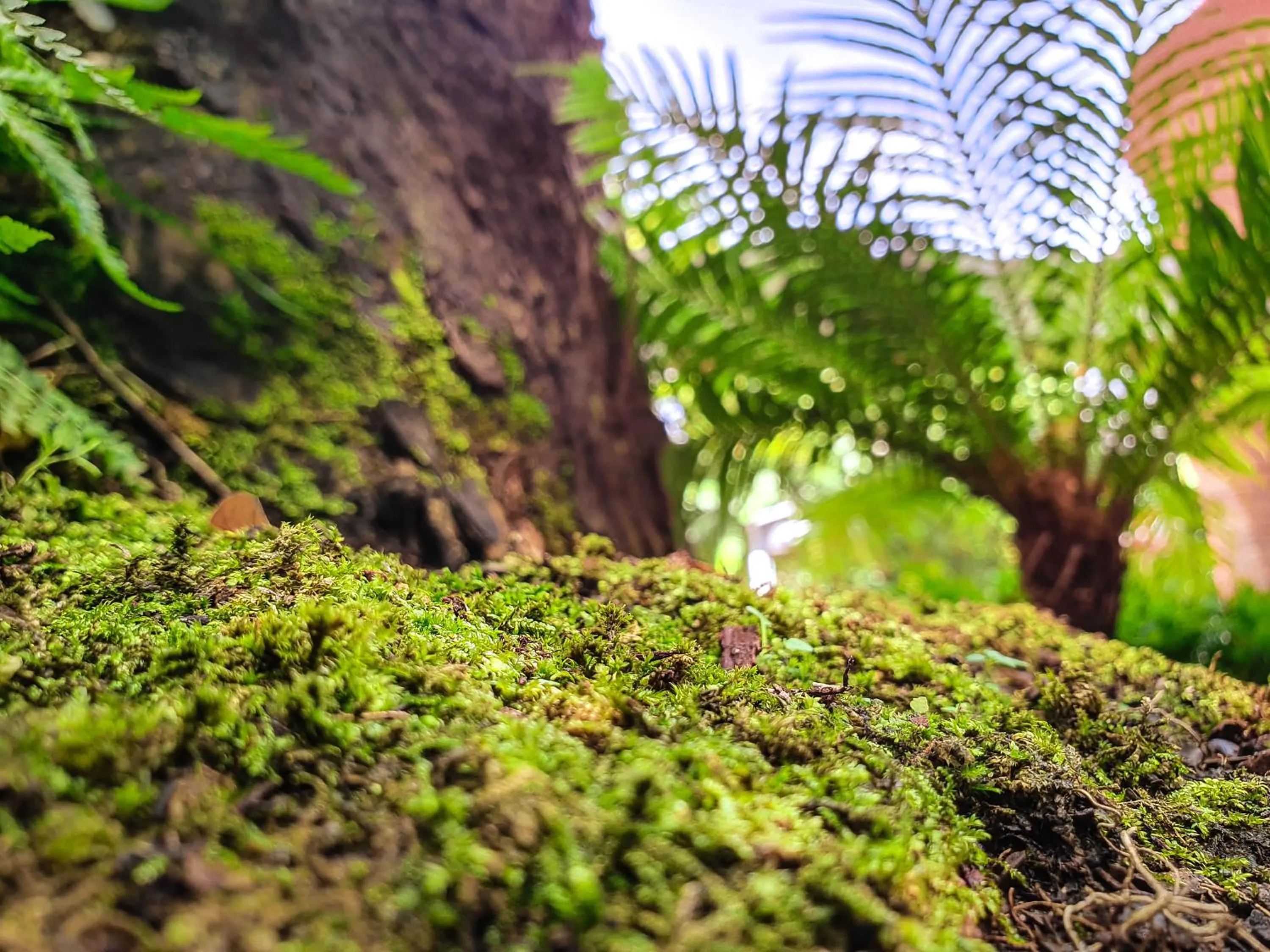 Garden in Big Tree Old Town Hotel