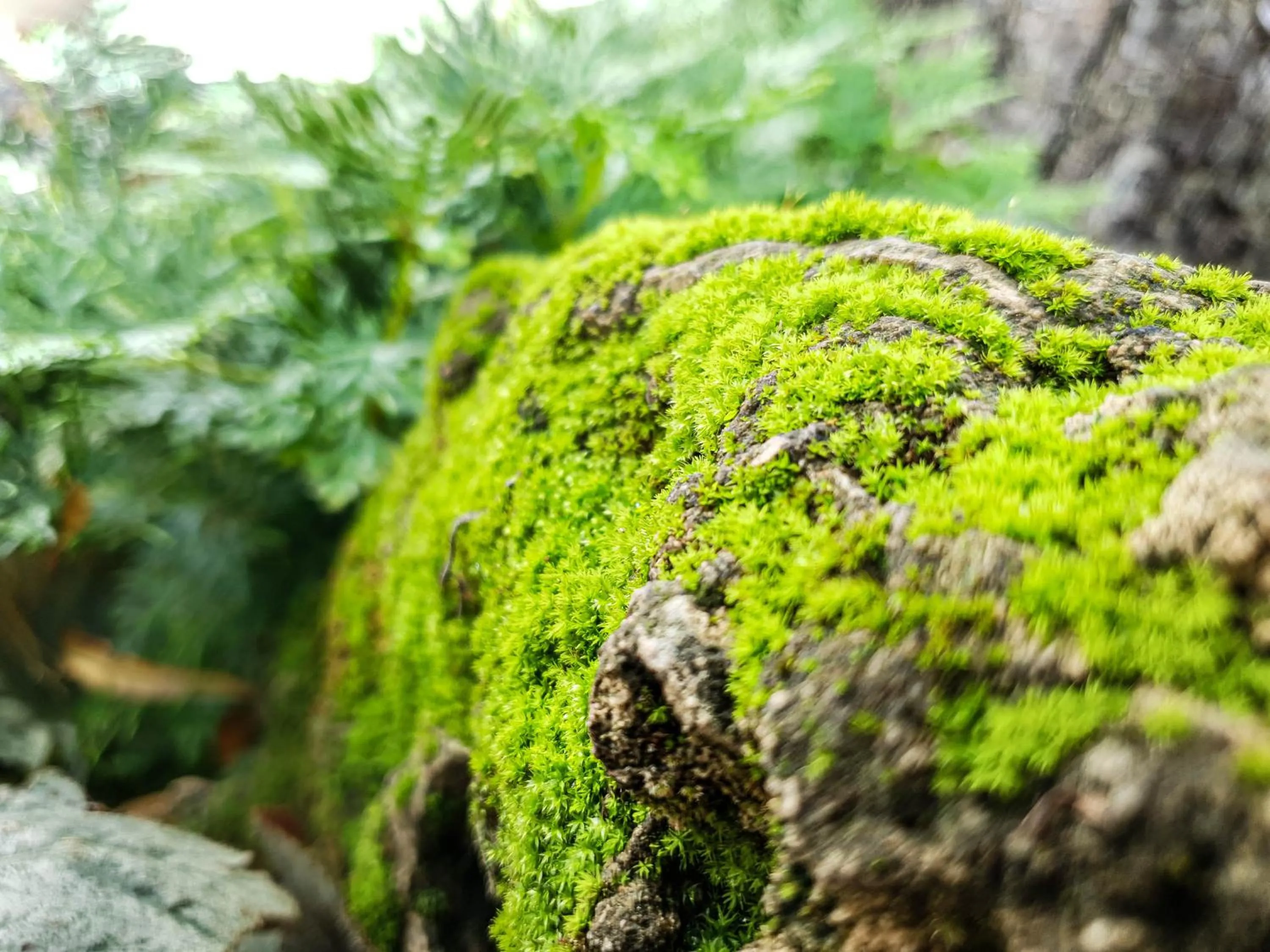Garden in Big Tree Old Town Hotel