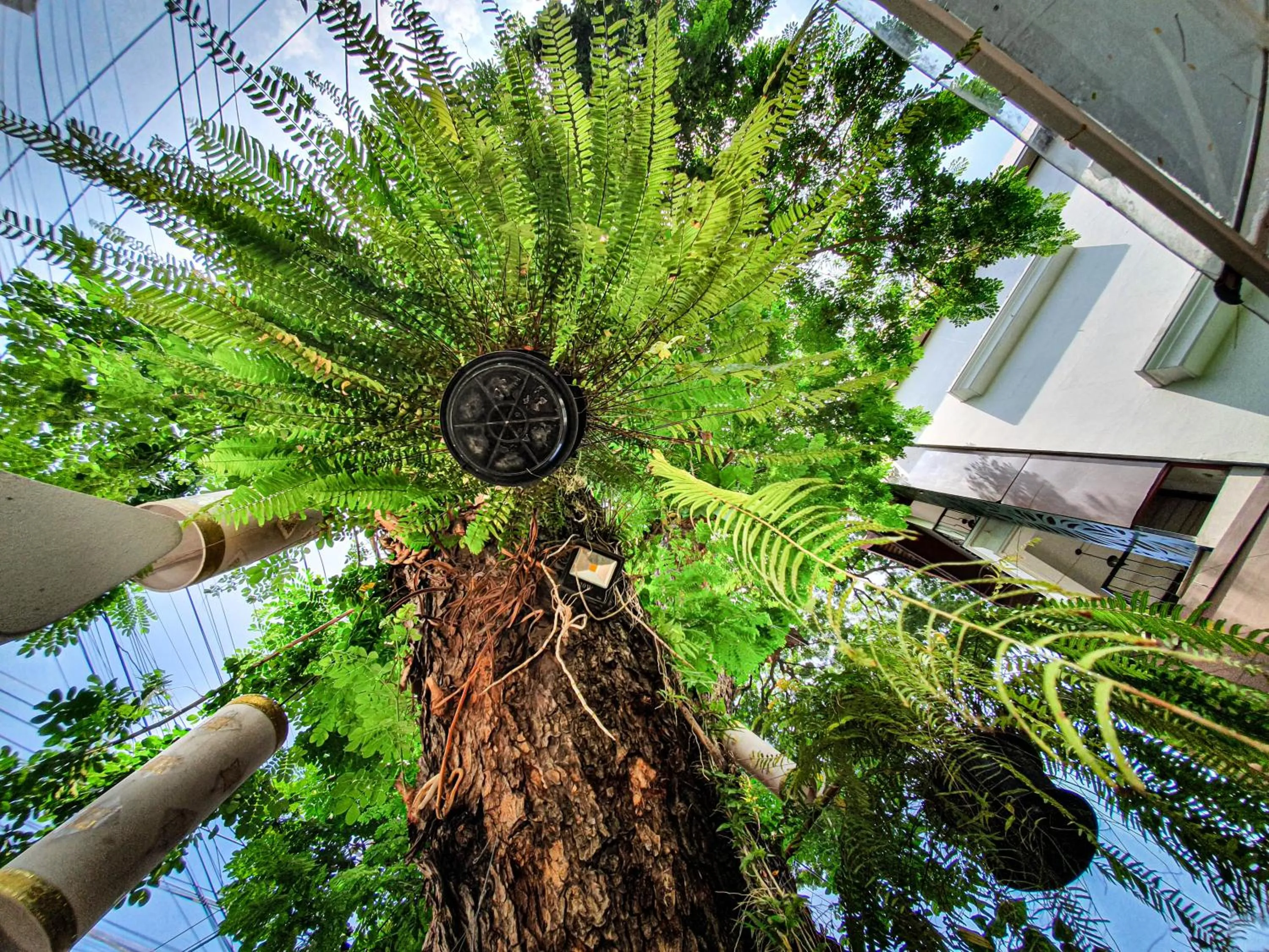 Garden in Big Tree Old Town Hotel