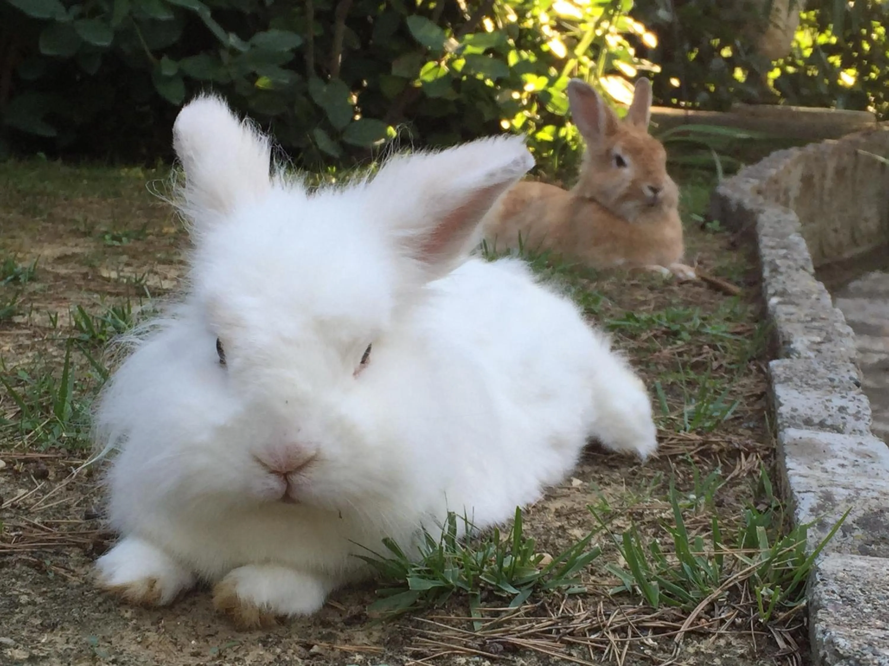 Pets in Mediterranea Luxury House