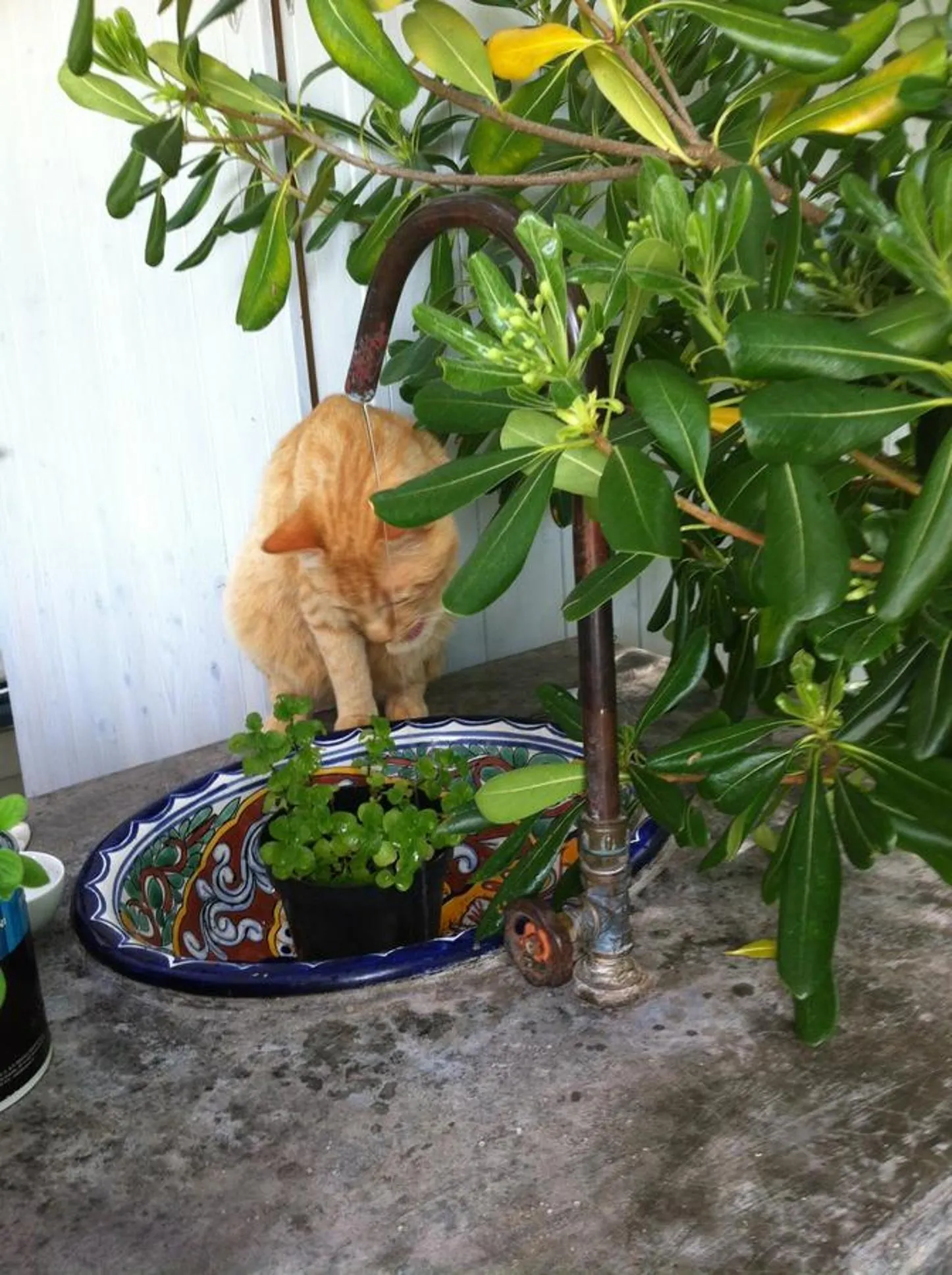 Pets in Mediterranea Luxury House