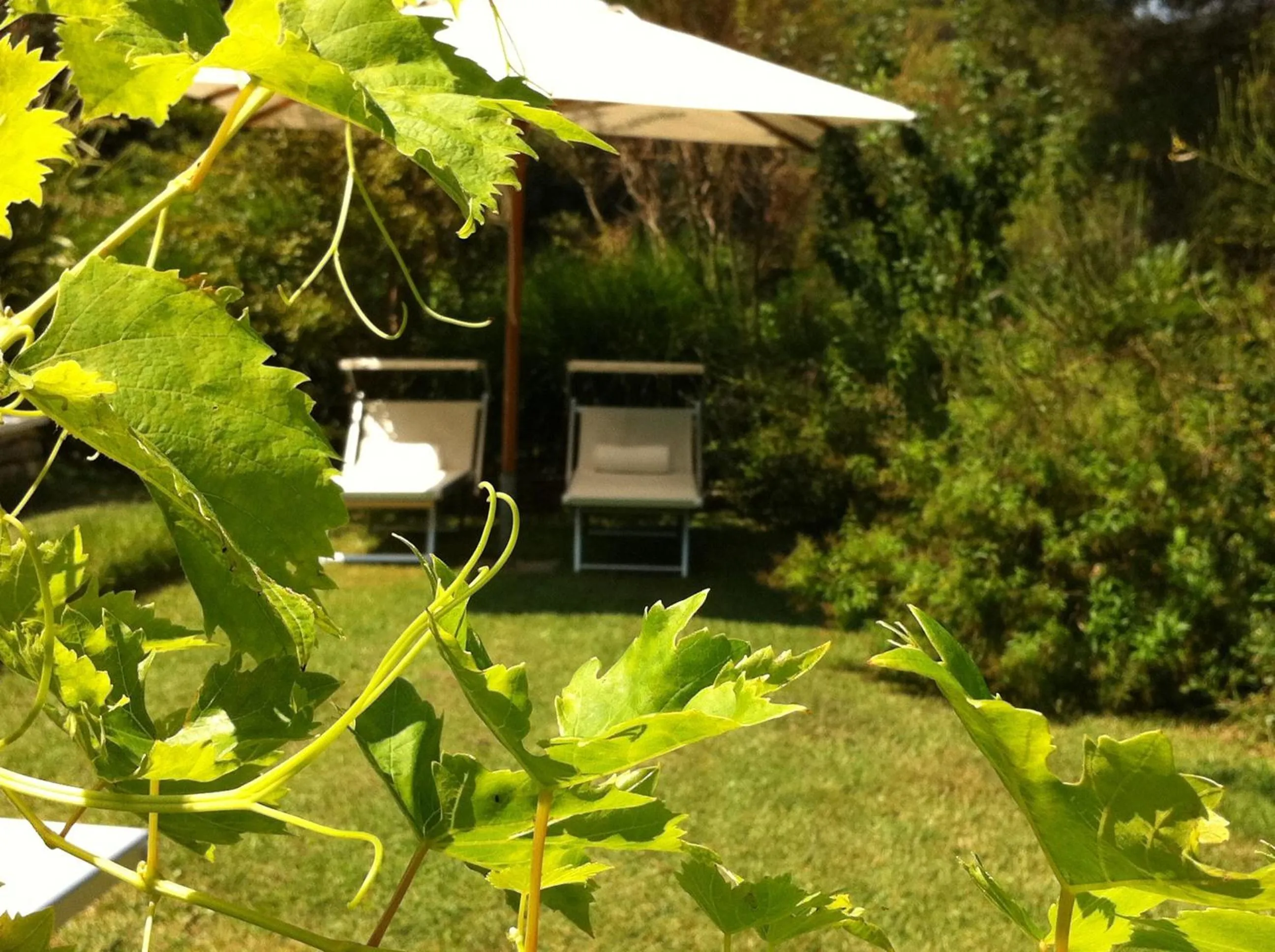 Garden in Mediterranea Luxury House